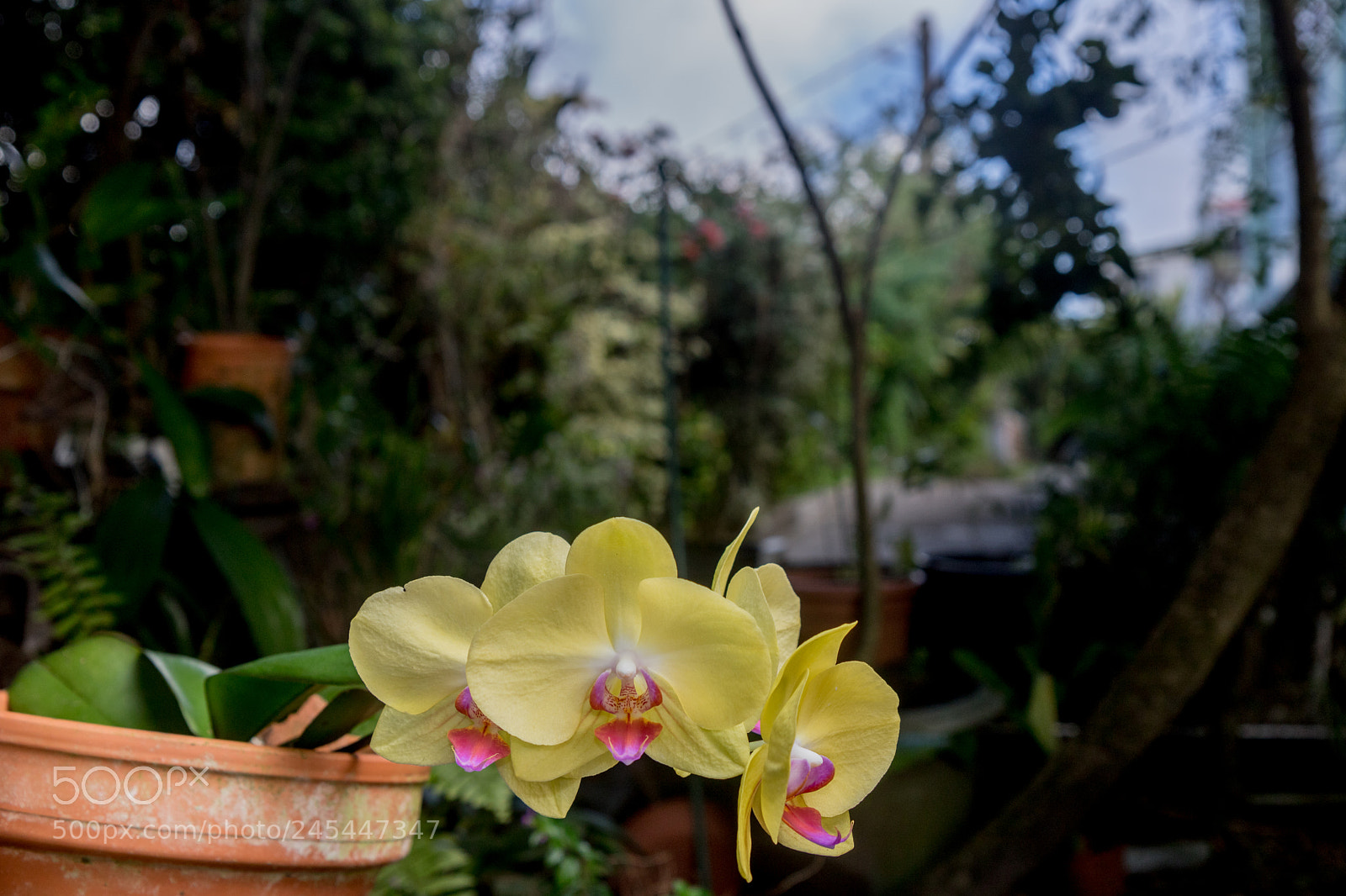 Canon EOS 760D (EOS Rebel T6s / EOS 8000D) sample photo. Orchidée garden photography