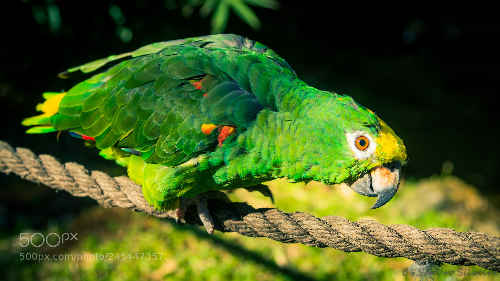Canon EOS 600D (Rebel EOS T3i / EOS Kiss X5) sample photo. Parrot photography