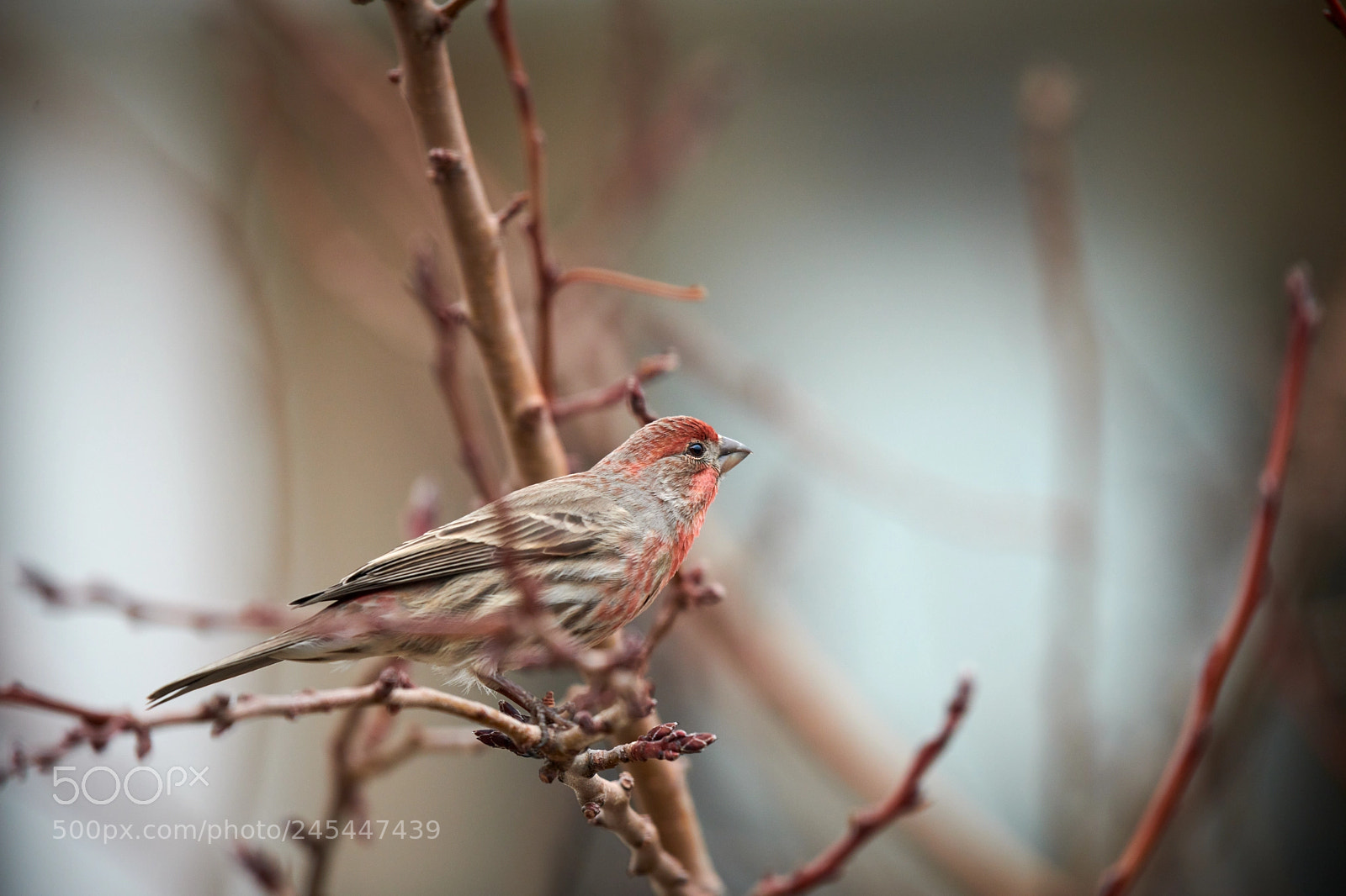 Nikon D850 sample photo. House finch photography