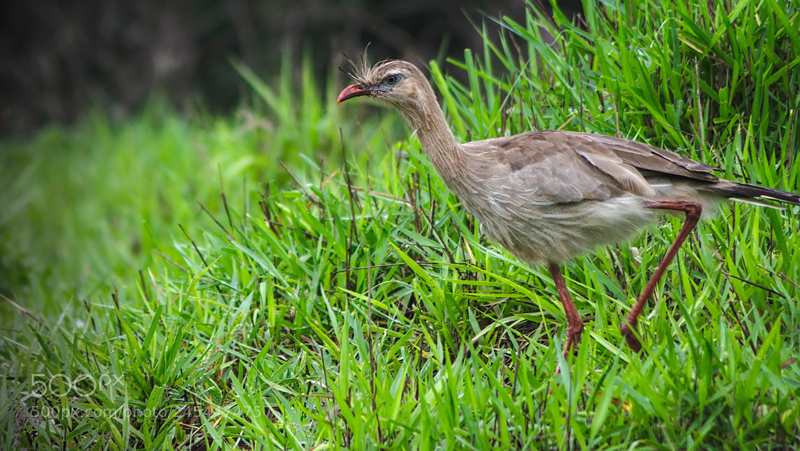 Nikon D90 sample photo. Cariama cristata photography