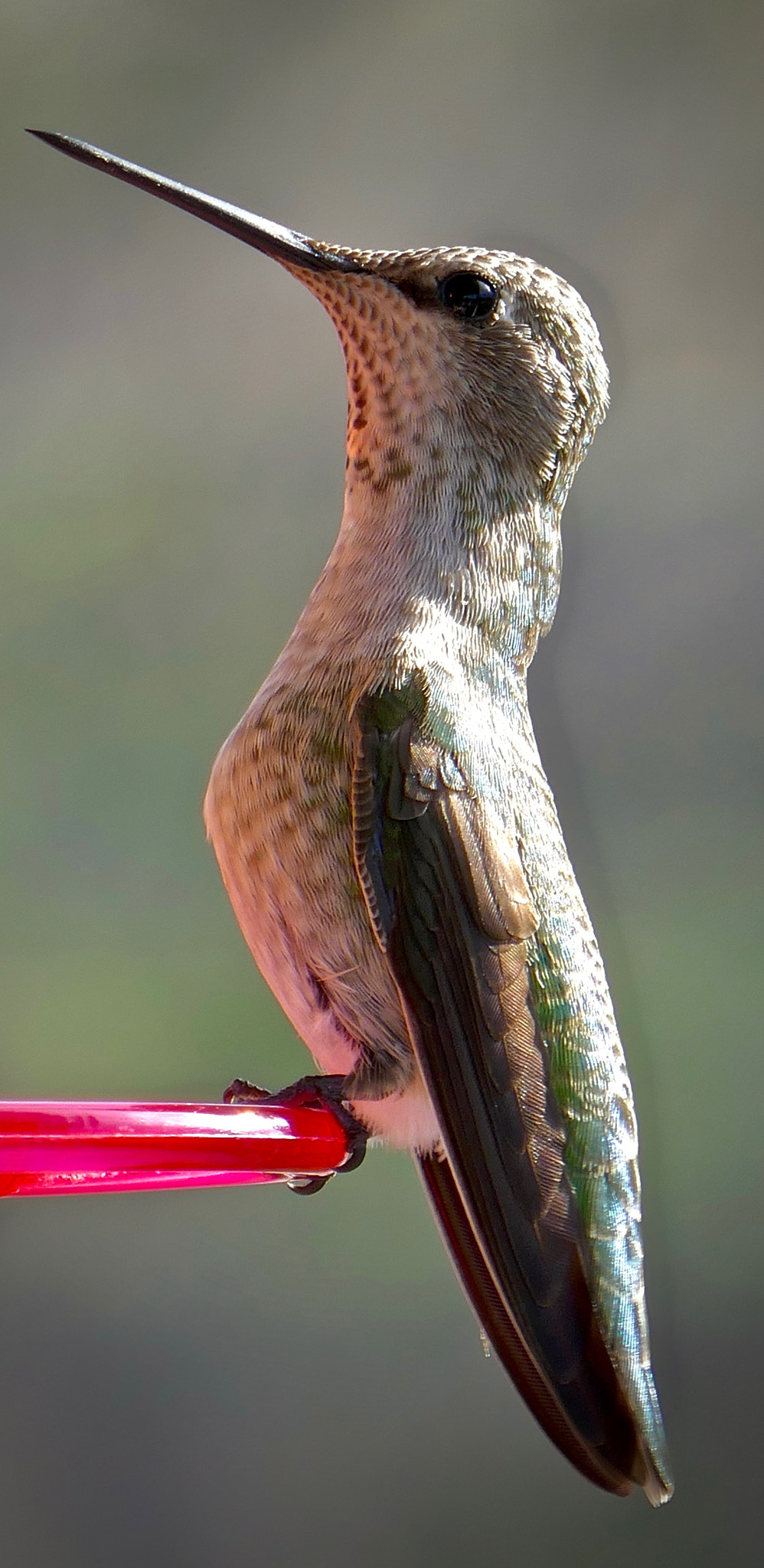 Panasonic Lumix DMC-ZS100 (Lumix DMC-TZ100) sample photo. Anna's hummingbird, sierra nevada, usa photography