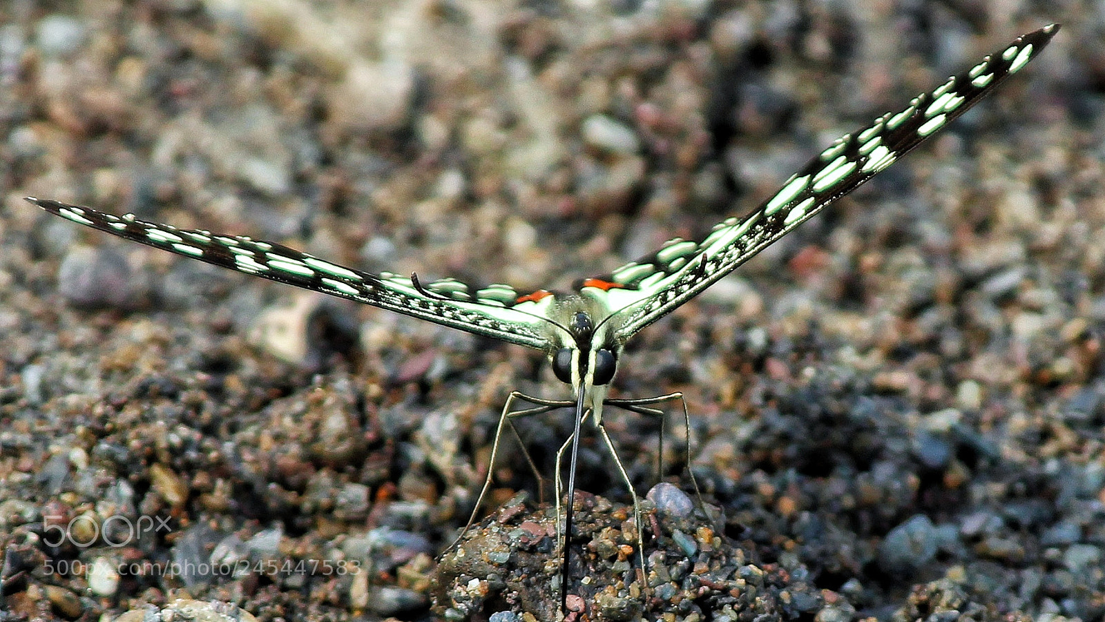 Canon EOS 1300D (EOS Rebel T6 / EOS Kiss X80) sample photo. Butterfly o photography