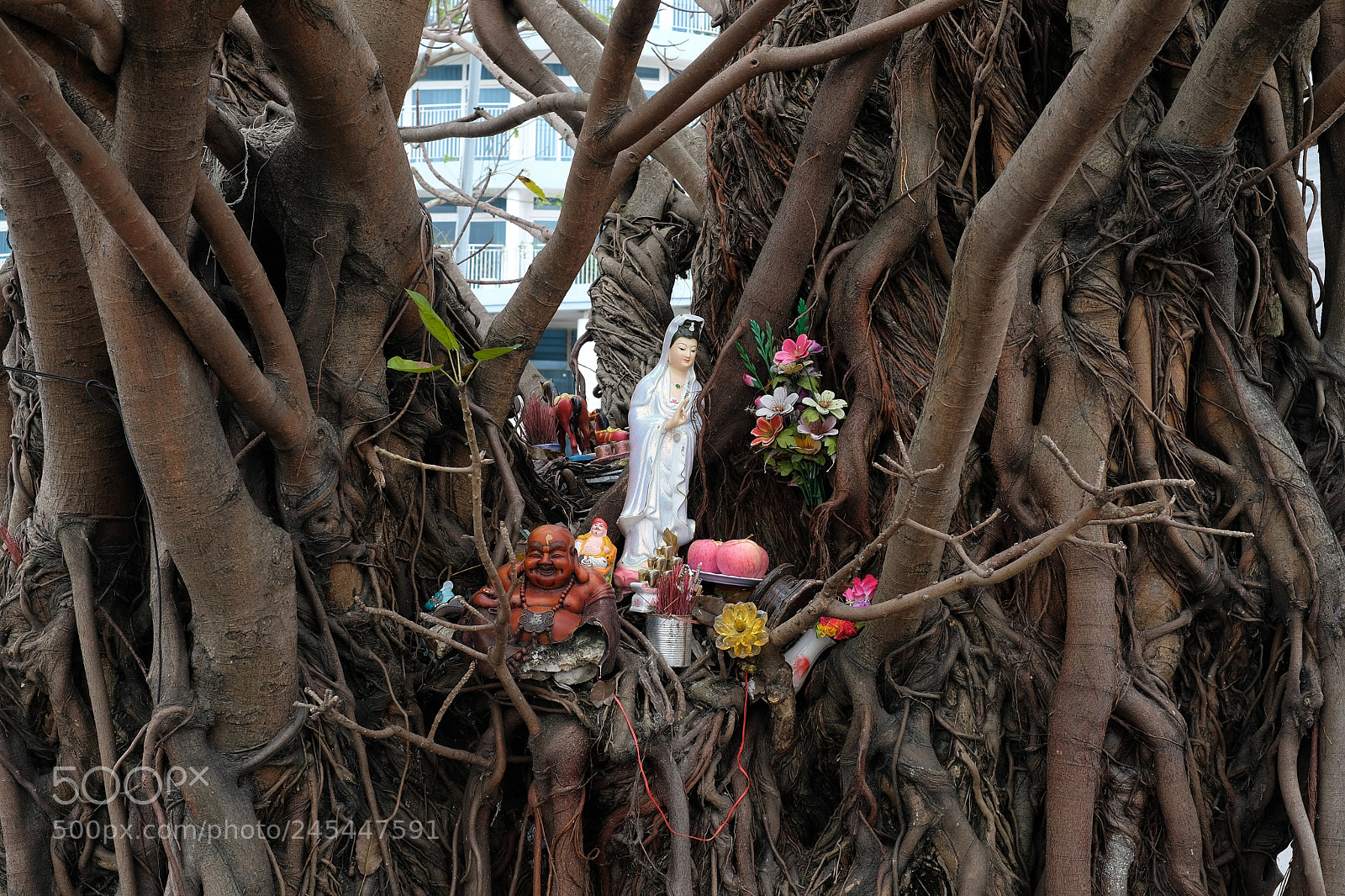 Fujifilm X-Pro2 sample photo. Tree in danang photography