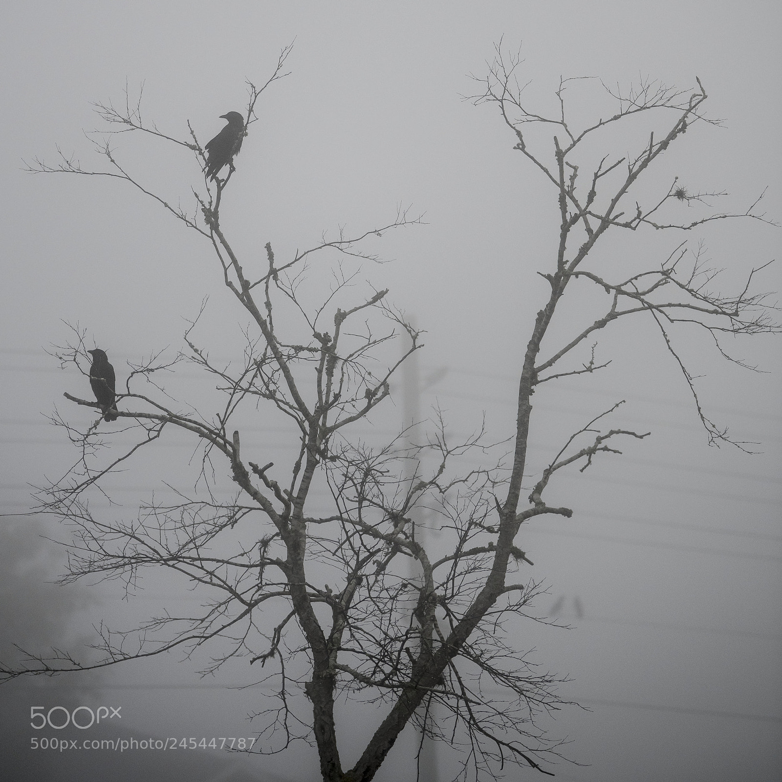 Nikon D850 sample photo. Crows and fog photography