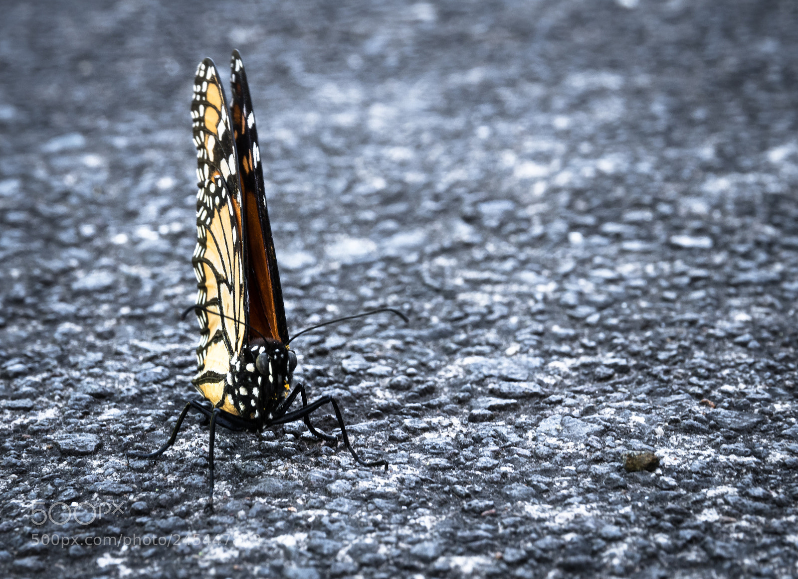 Nikon D5500 sample photo. The butterfly photography
