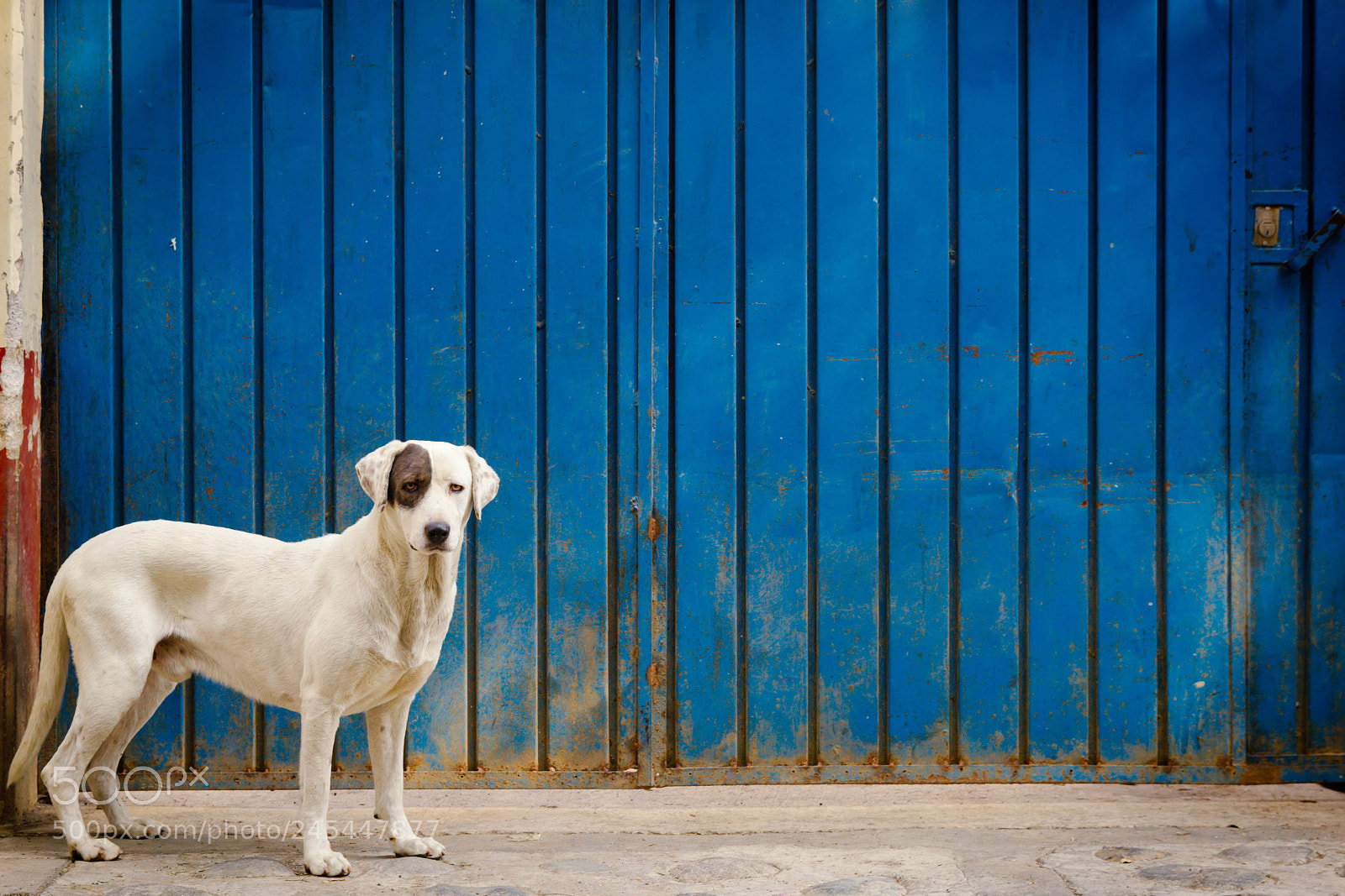 Canon EOS 60D sample photo. Why so serious? photography