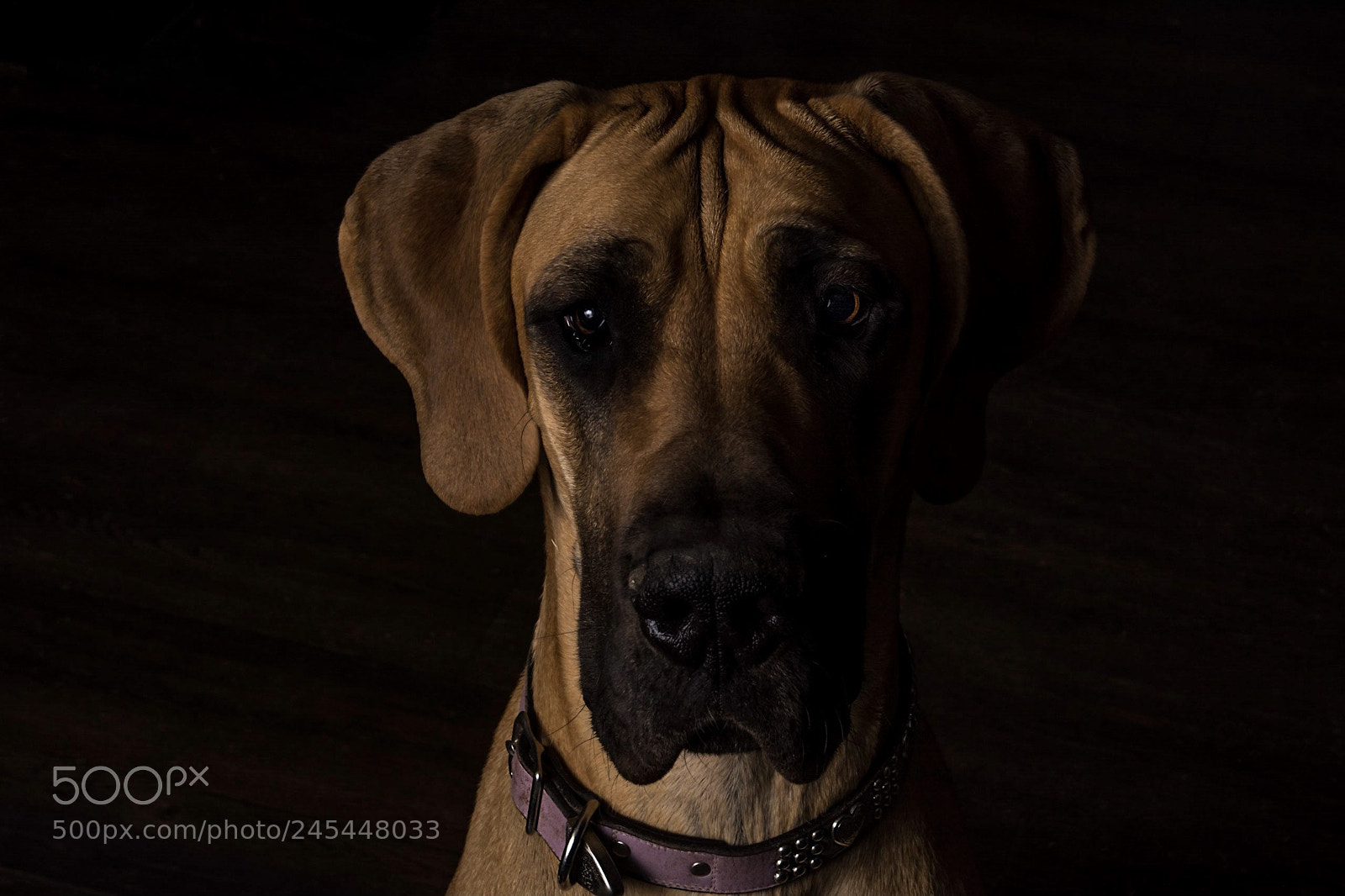 Nikon D7100 sample photo. Paisley photography