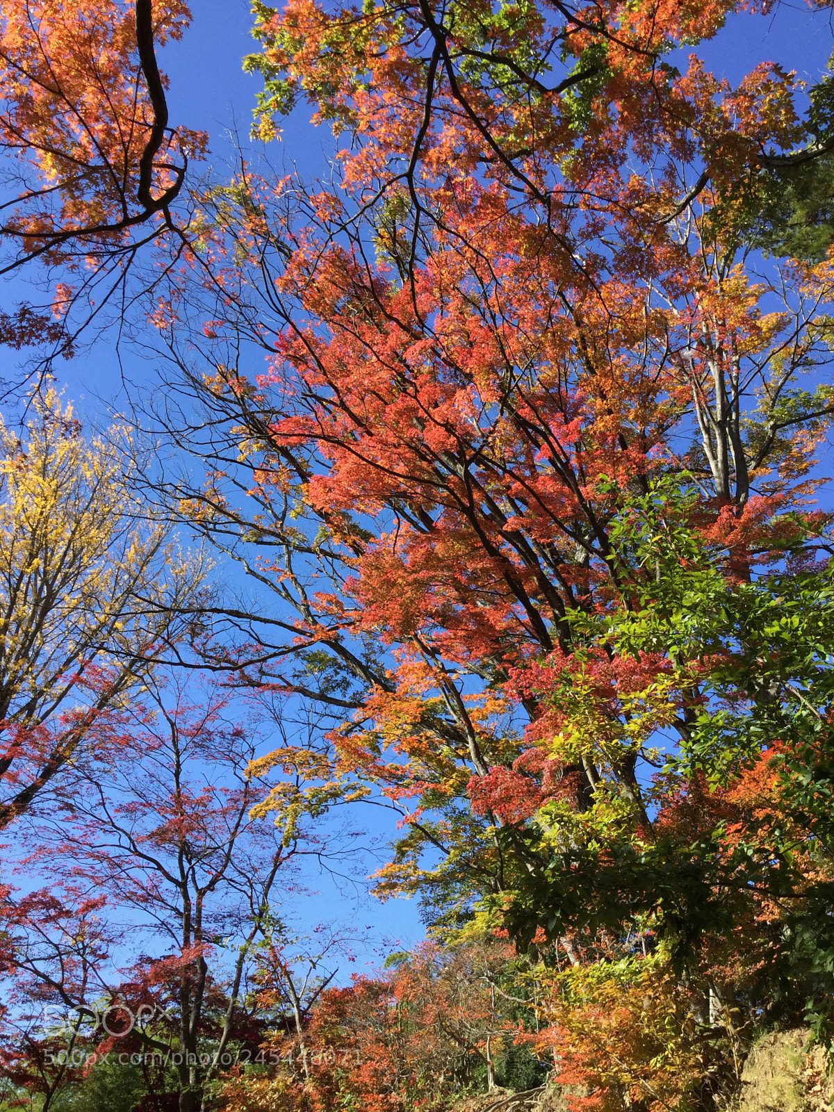 Apple iPad Air 2 sample photo. Autumn leaves photography
