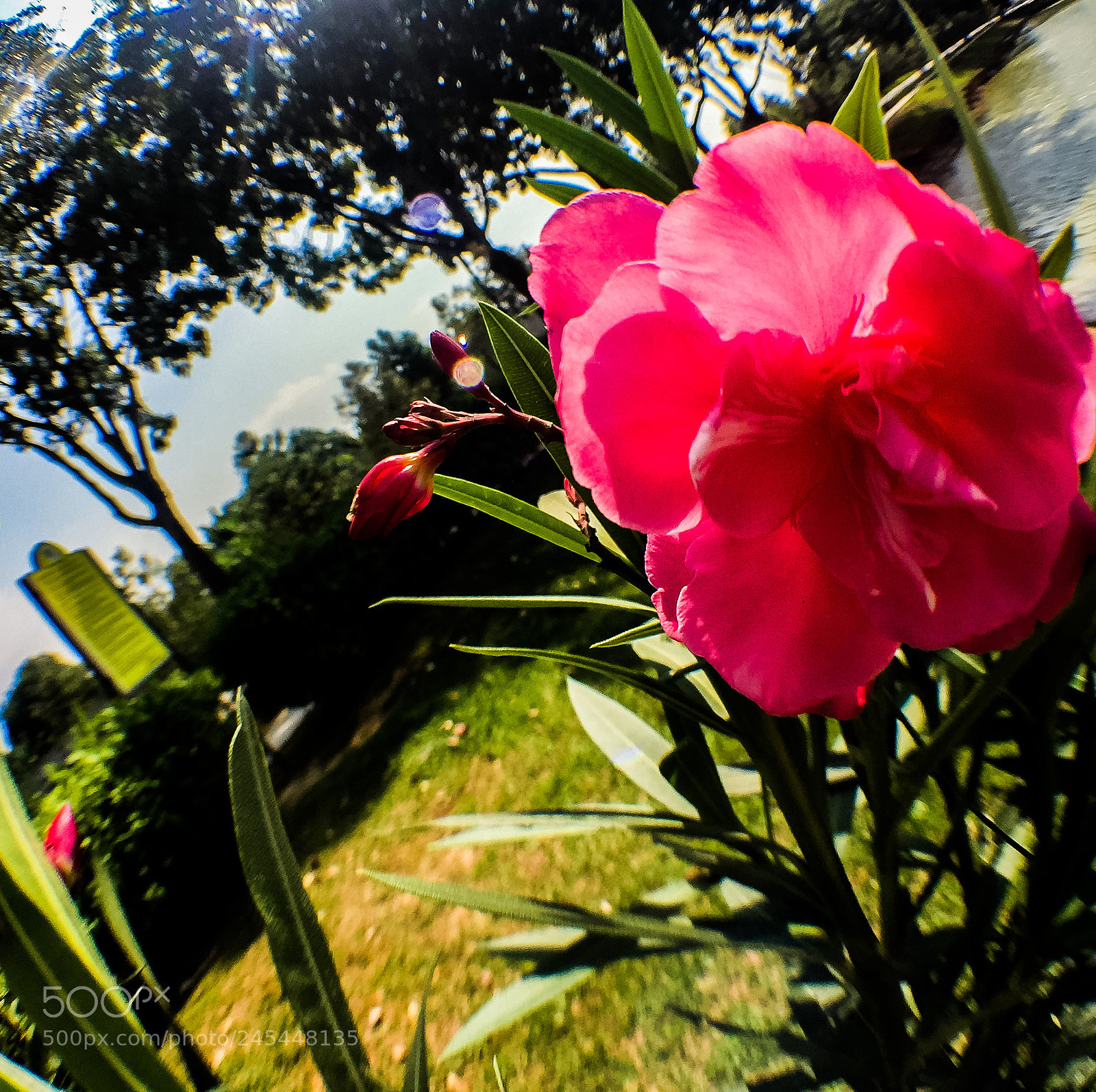 Apple iPhone 6 Plus sample photo. Huge flower photography