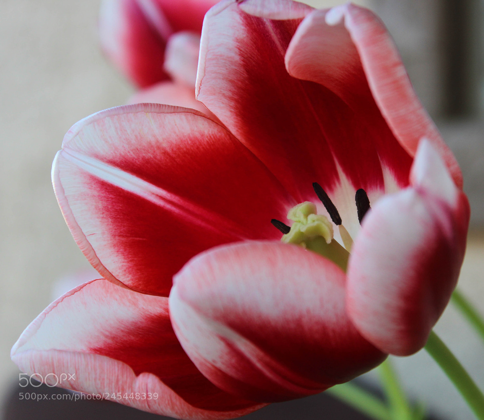 Canon EOS 1200D (EOS Rebel T5 / EOS Kiss X70 / EOS Hi) sample photo. Tulip photography