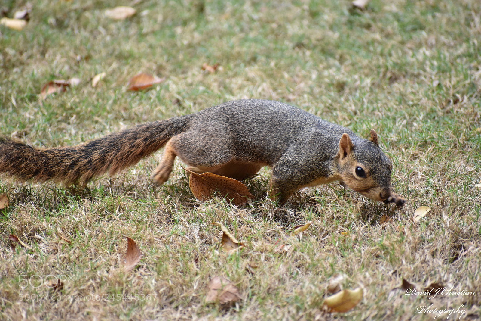 Nikon D3400 sample photo. Squirrel searching. photography