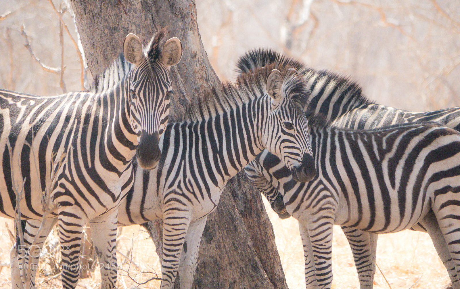 Panasonic DMC-G70 sample photo. Zebras photography