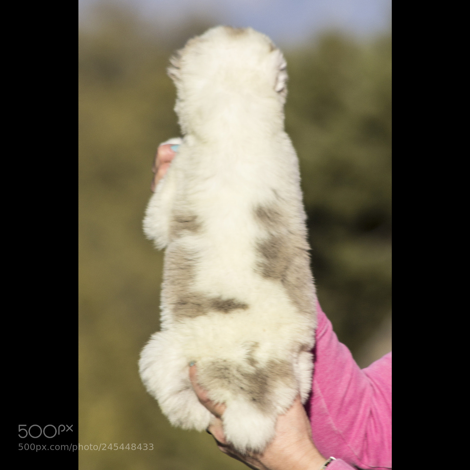 Canon EOS 60D sample photo. Timurxnina-litter2-puppy3-female day 28 b photography