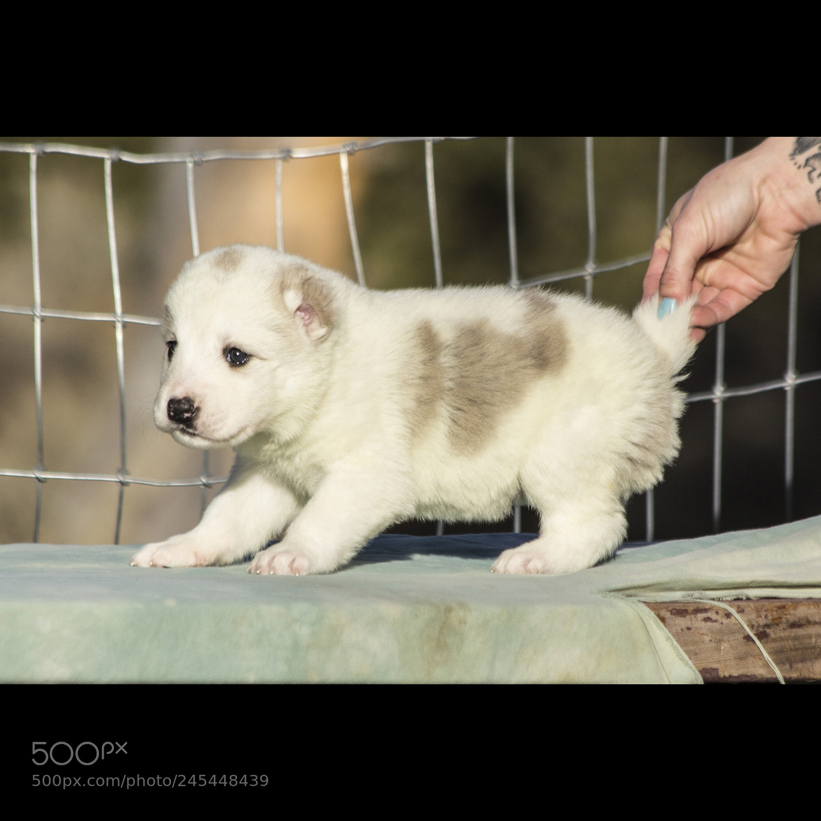 Canon EOS 60D sample photo. Timurxnina-litter2-puppy3-female day 28 c photography