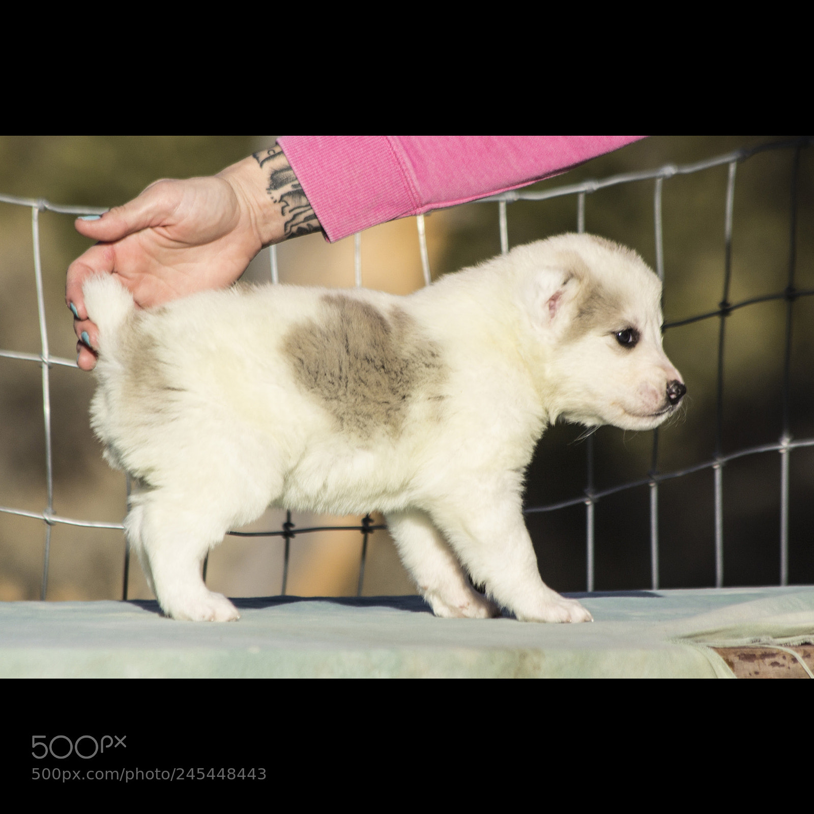 Canon EOS 60D sample photo. Timurxnina-litter2-puppy3-female day 28 d photography