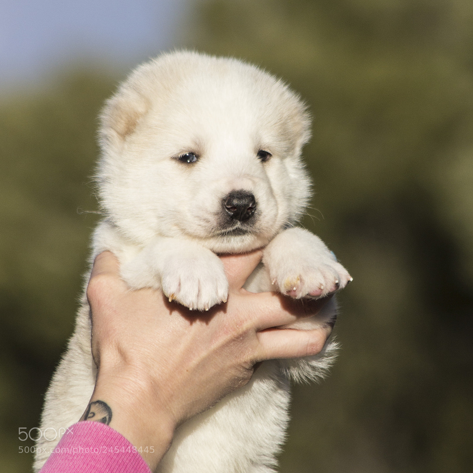 Canon EOS 60D sample photo. Timurxnina-litter2-puppy4-male day 28 a photography