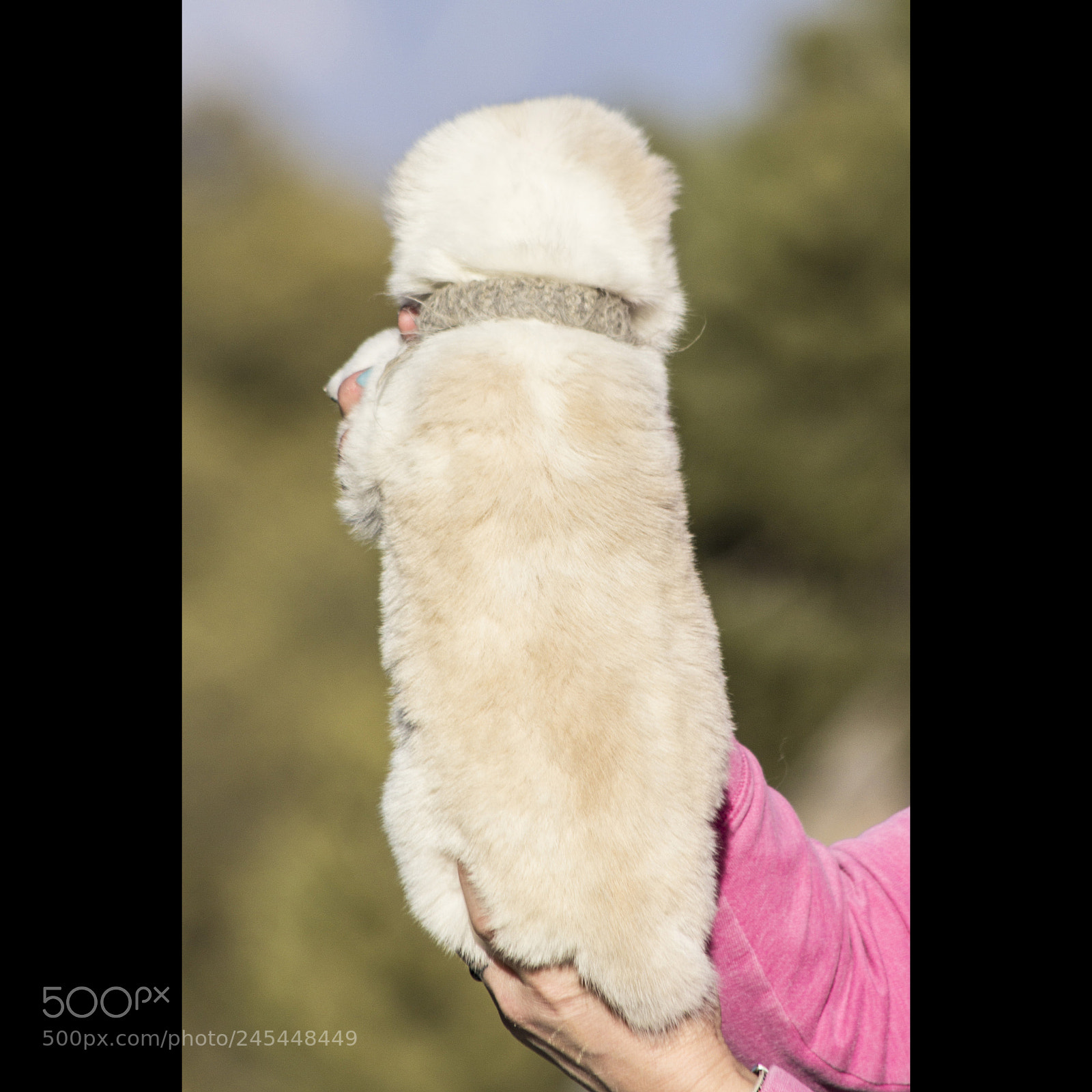 Canon EOS 60D sample photo. Timurxnina-litter2-puppy4-male day 28 b photography
