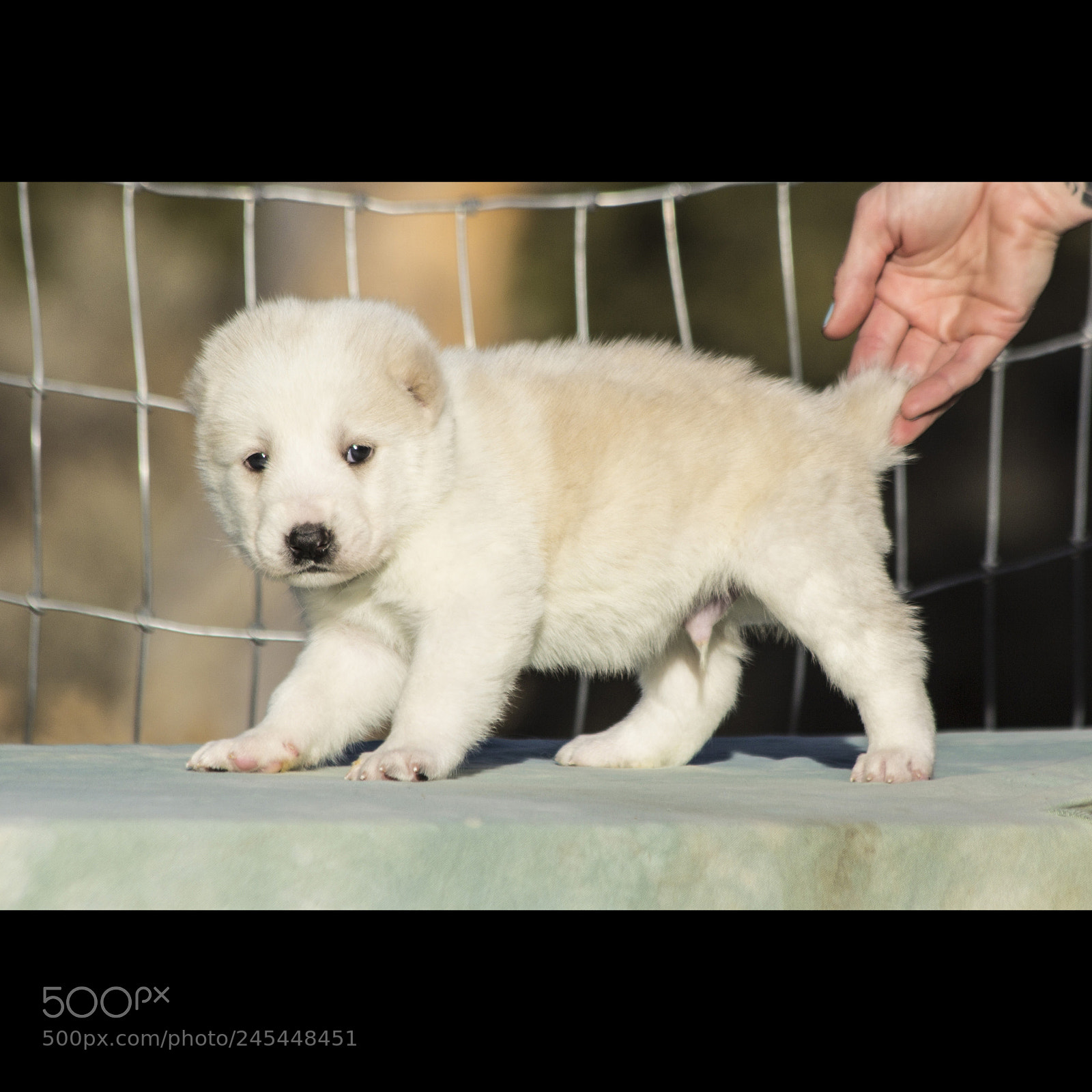 Canon EOS 60D sample photo. Timurxnina-litter2-puppy4-male day 28 c photography