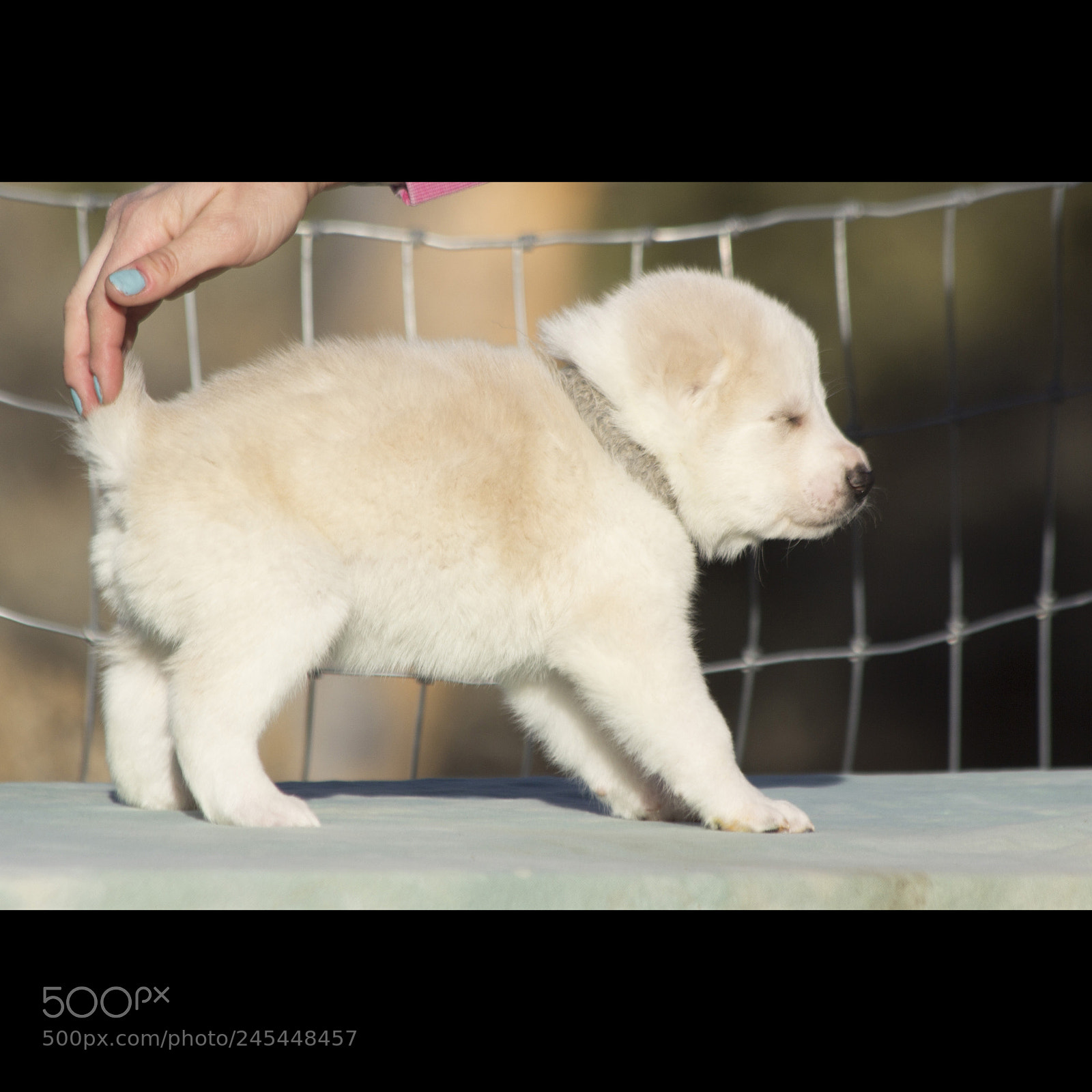 Canon EOS 60D sample photo. Timurxnina-litter2-puppy4-male day 28 d photography
