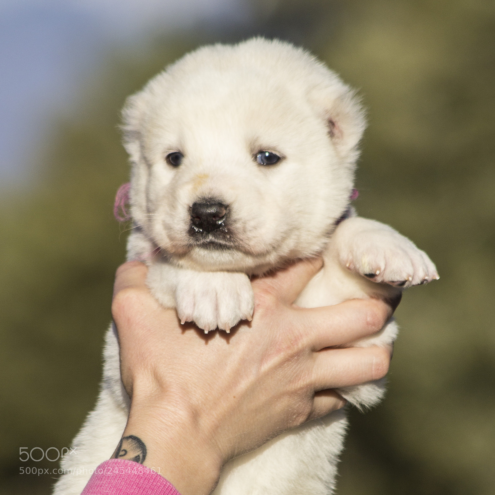 Canon EOS 60D sample photo. Timurxnina-litter2-puppy5-female day 28 a photography