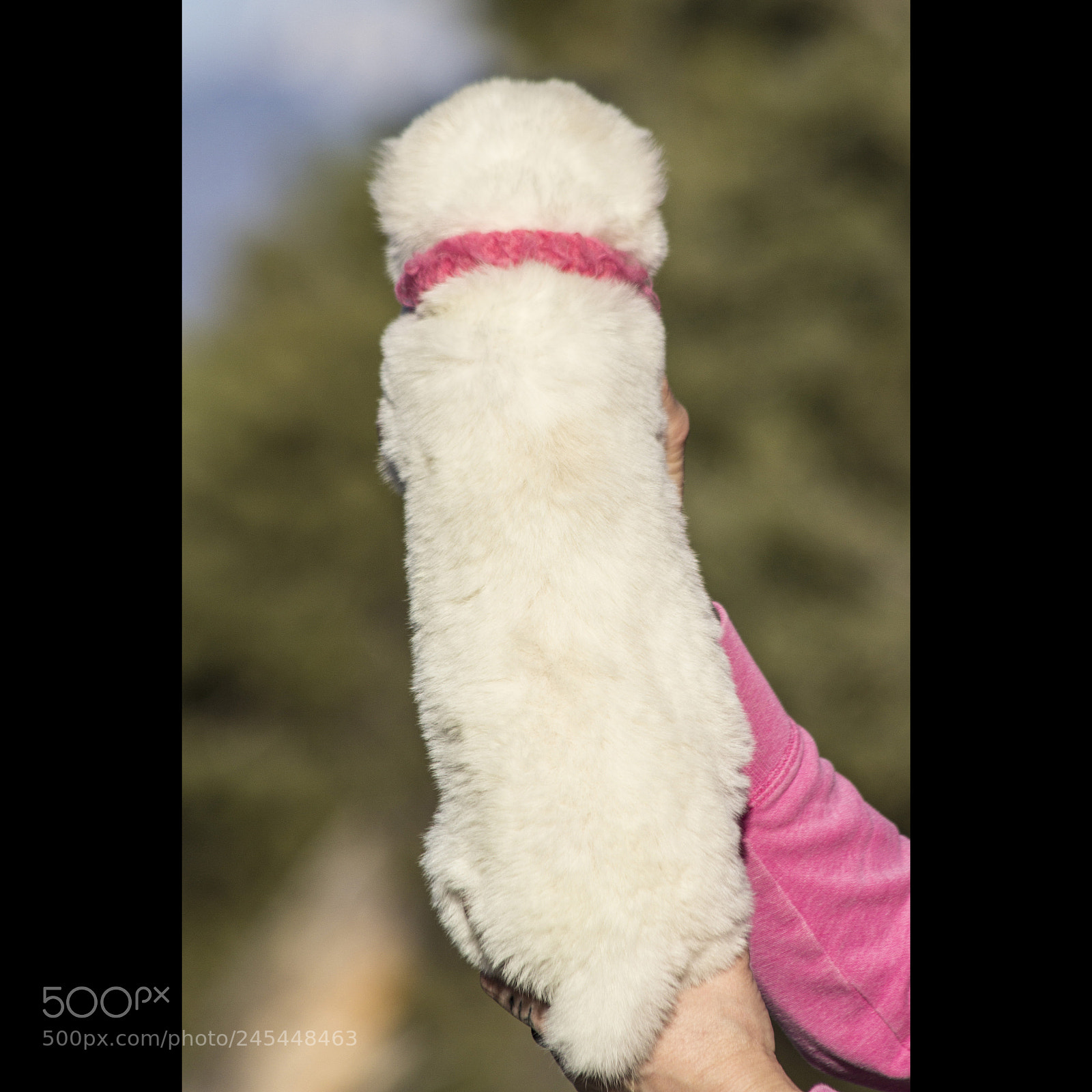 Canon EOS 60D sample photo. Timurxnina-litter2-puppy5-female day 28 b photography