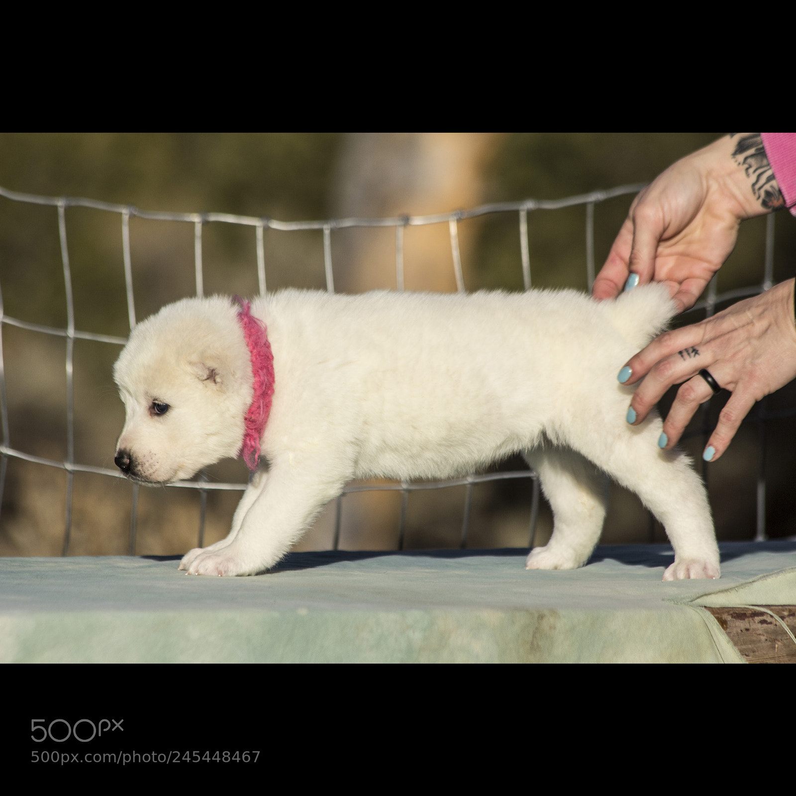Canon EOS 60D sample photo. Timurxnina-litter2-puppy5-female day 28 c photography
