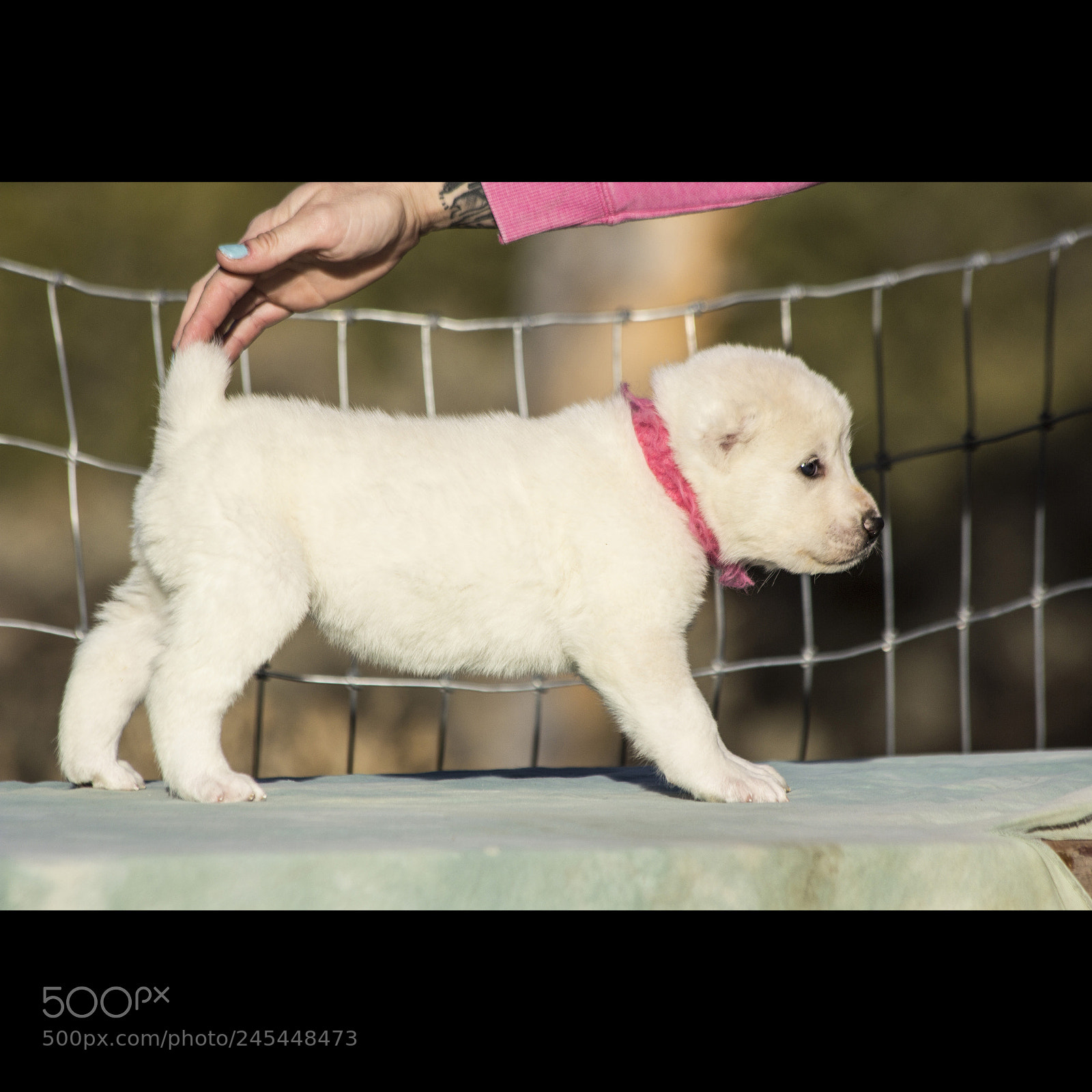 Canon EOS 60D sample photo. Timurxnina-litter2-puppy5-female day 28 d photography