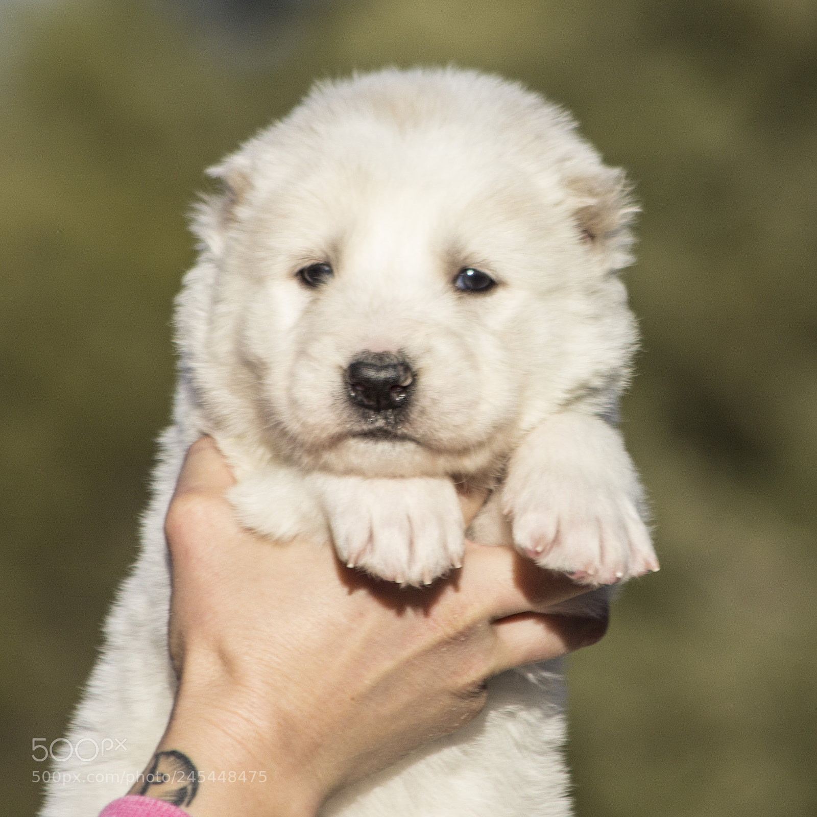 Canon EOS 60D sample photo. Timurxnina-litter2-puppy6-male day 28 a photography