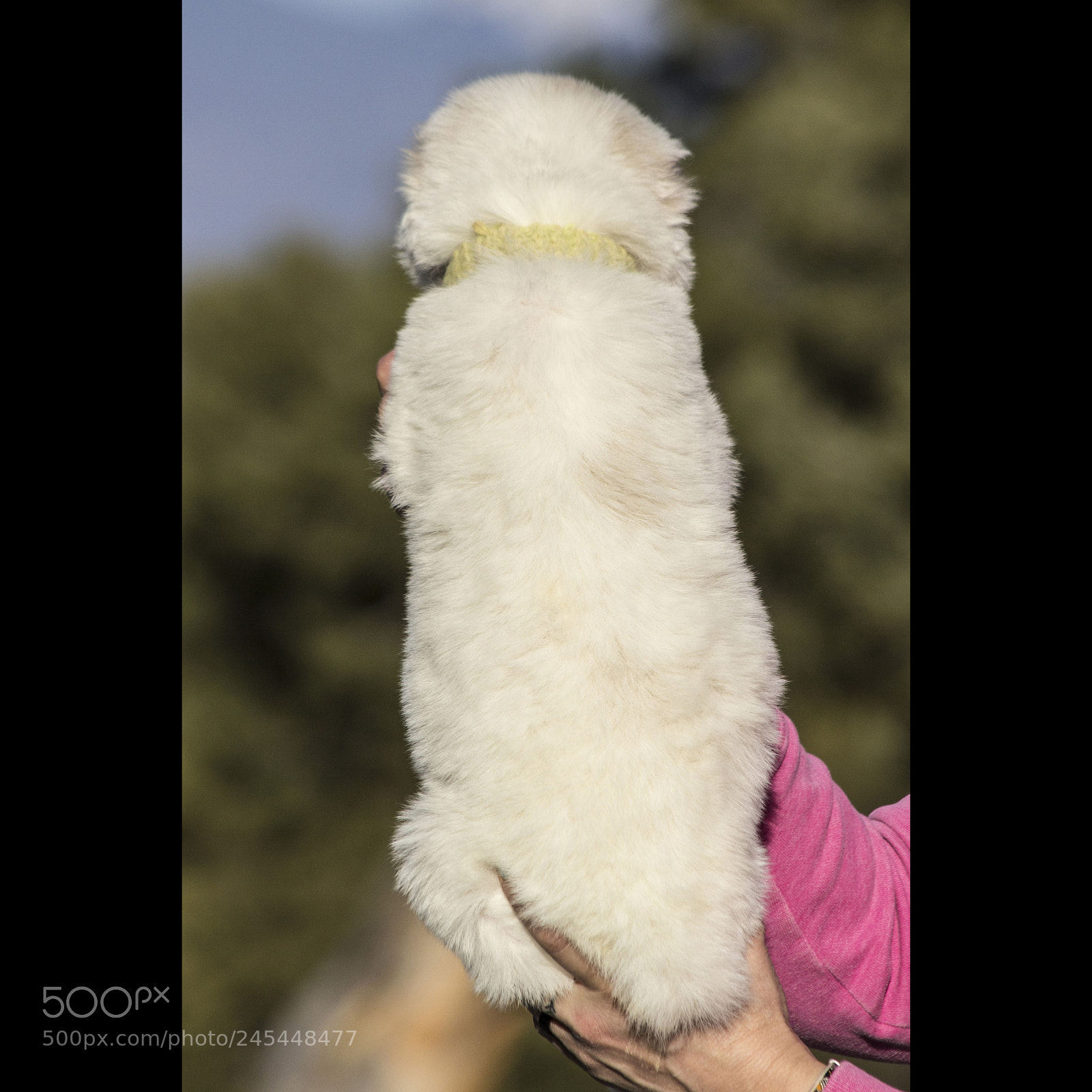 Canon EOS 60D sample photo. Timurxnina-litter2-puppy6-male day 28 b photography