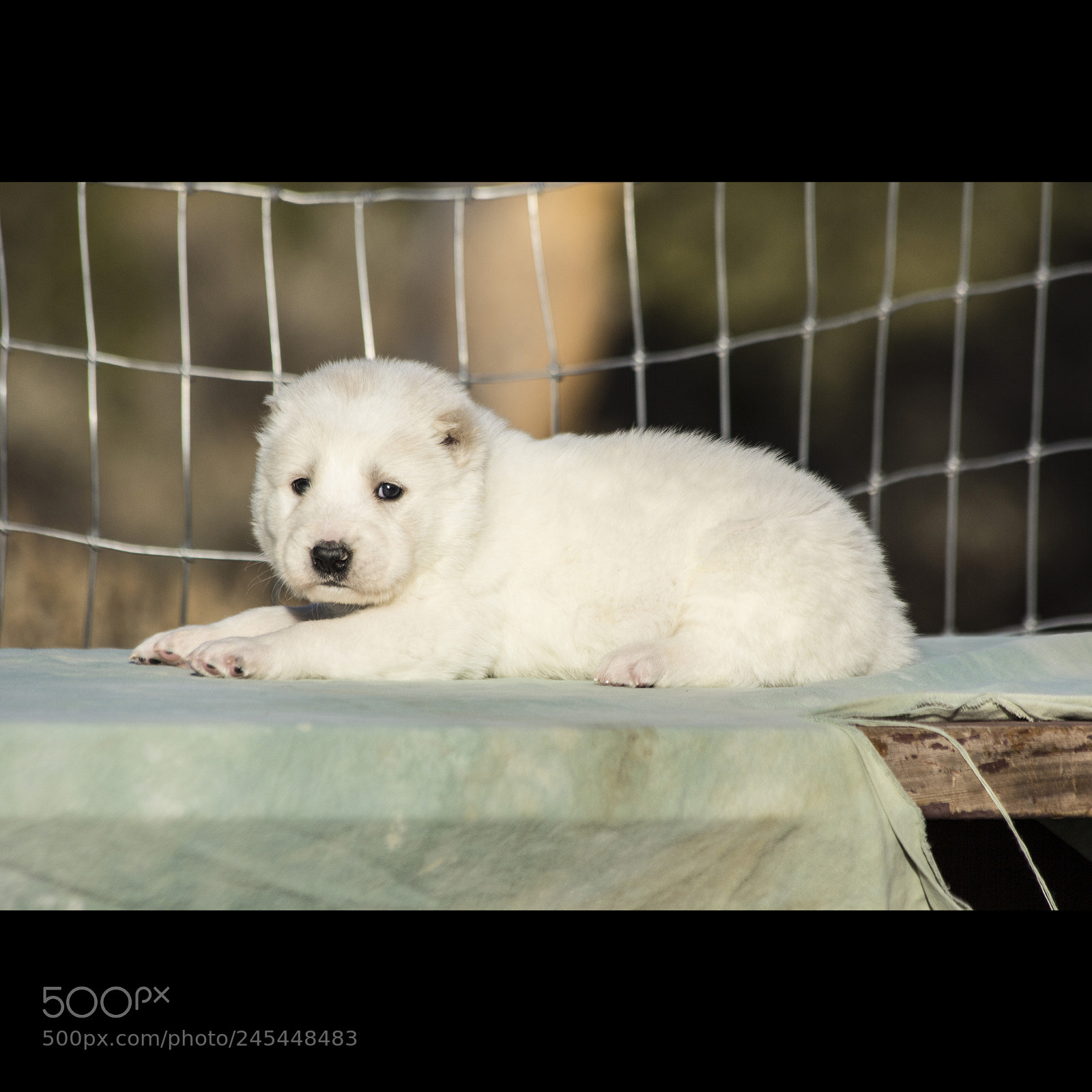 Canon EOS 60D sample photo. Timurxnina-litter2-puppy6-male day 28 c photography