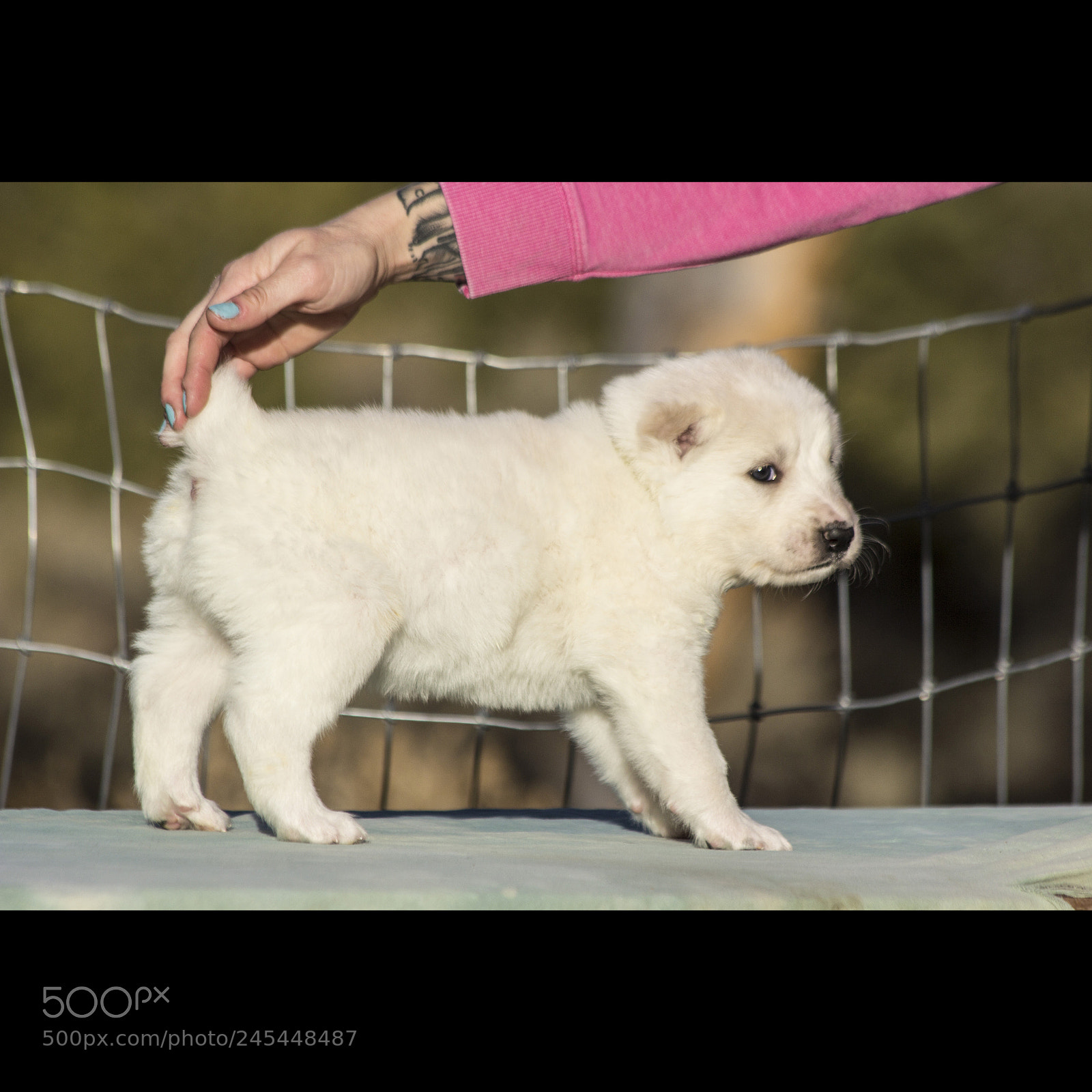 Canon EOS 60D sample photo. Timurxnina-litter2-puppy6-male day 28 d photography