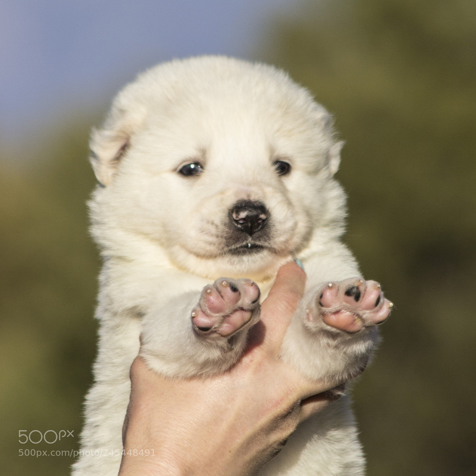 Canon EOS 60D sample photo. Timurxnina-litter2-puppy7-female day 28 a photography