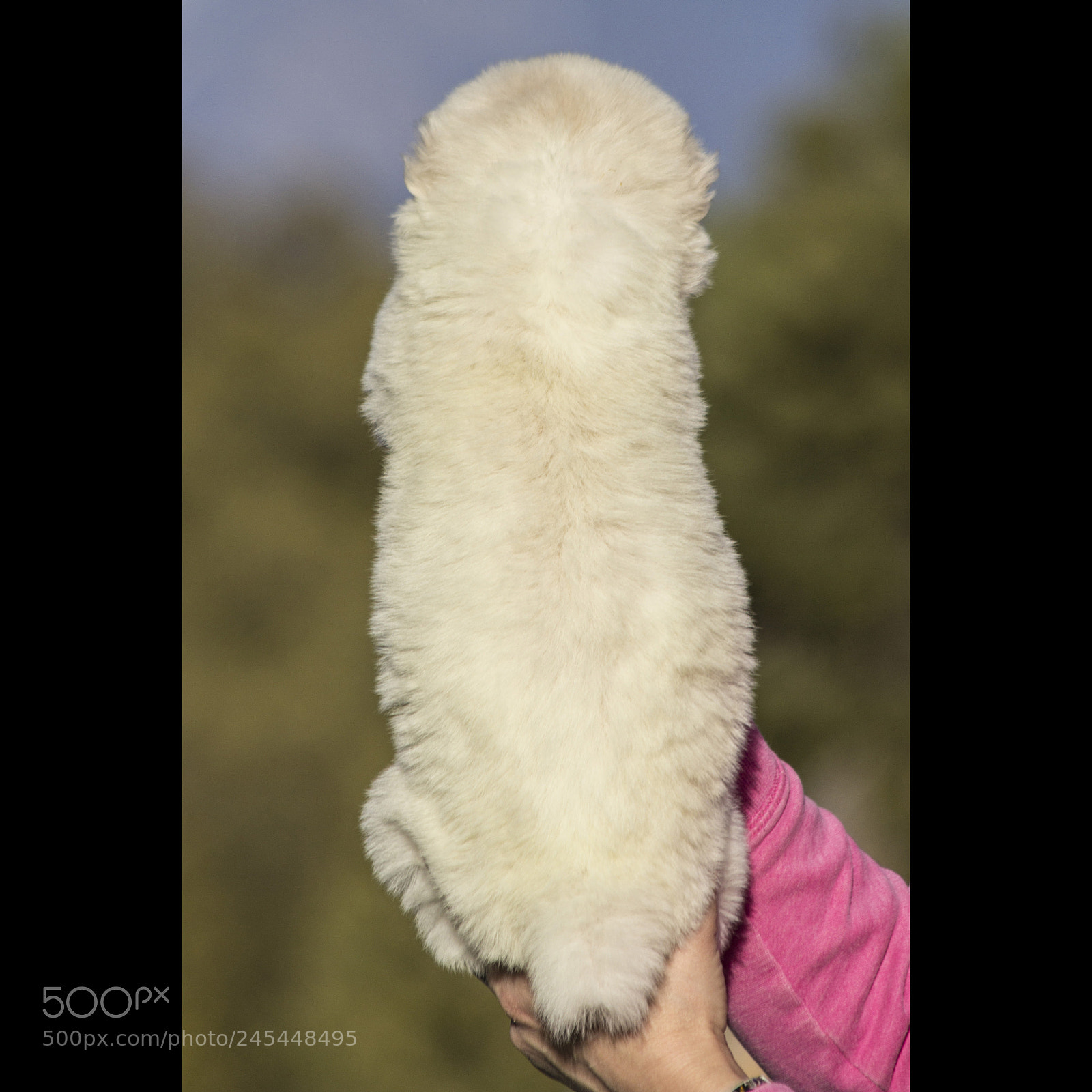 Canon EOS 60D sample photo. Timurxnina-litter2-puppy7-female day 28 b photography