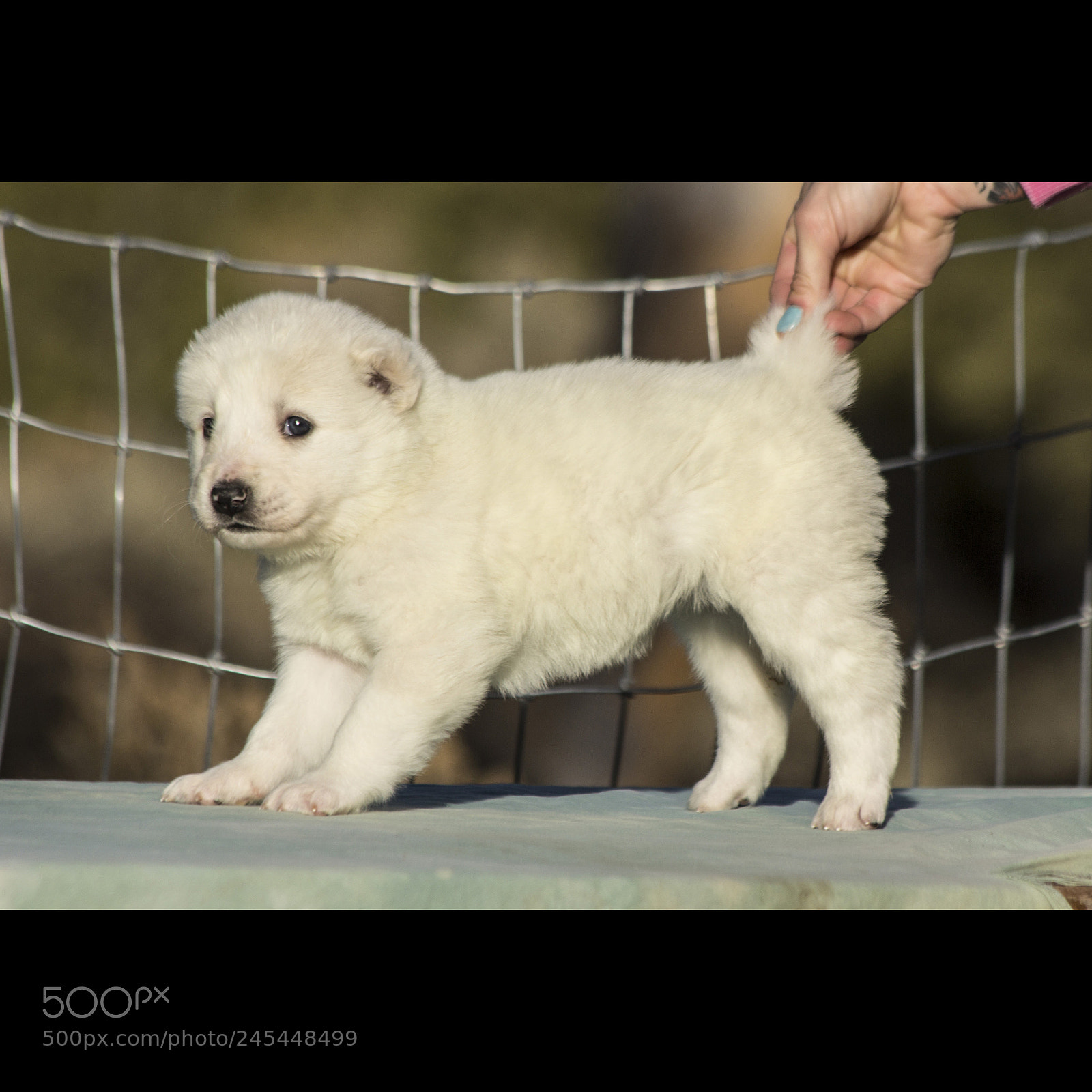 Canon EOS 60D sample photo. Timurxnina-litter2-puppy7-female day 28 c photography