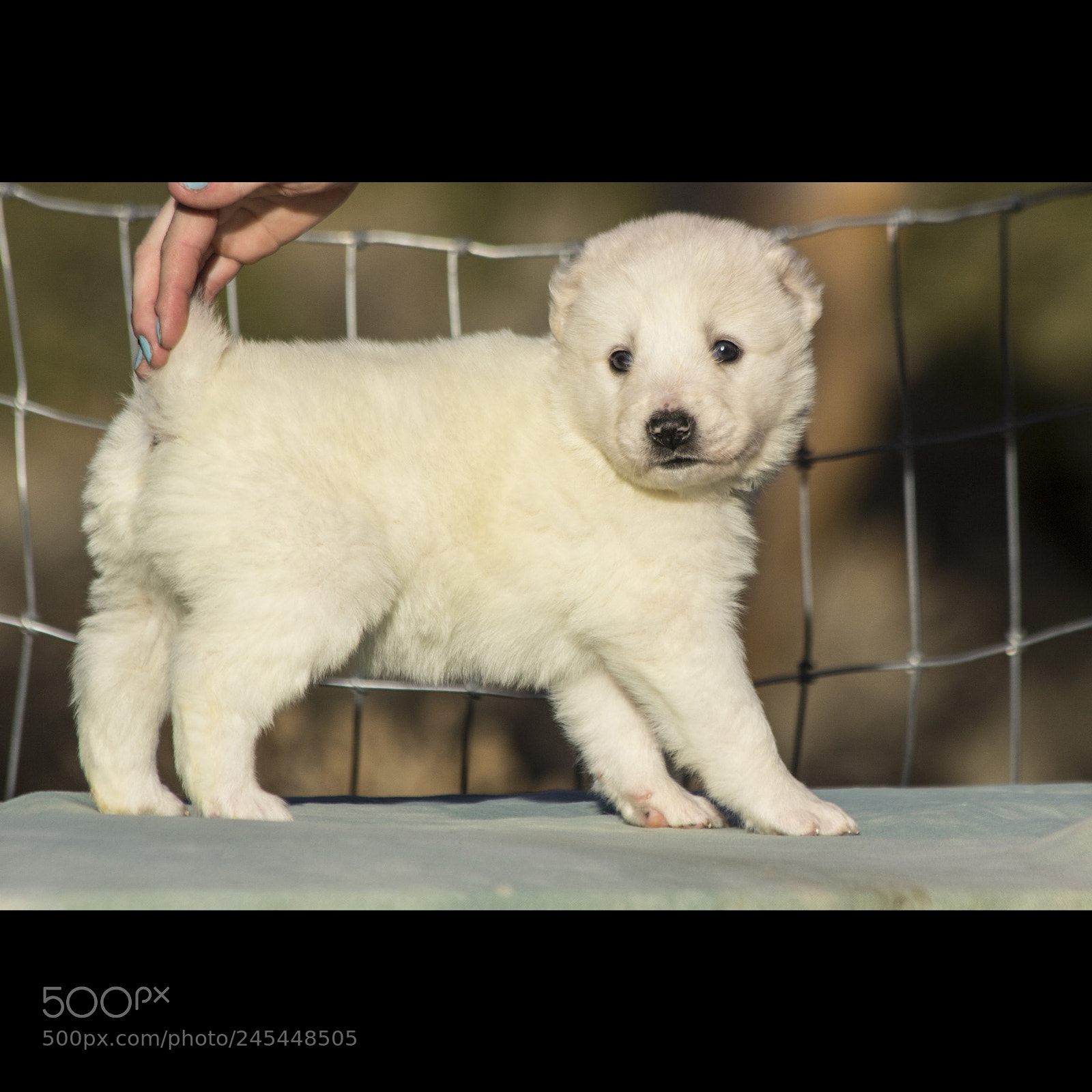 Canon EOS 60D sample photo. Timurxnina-litter2-puppy7-female day 28 d photography