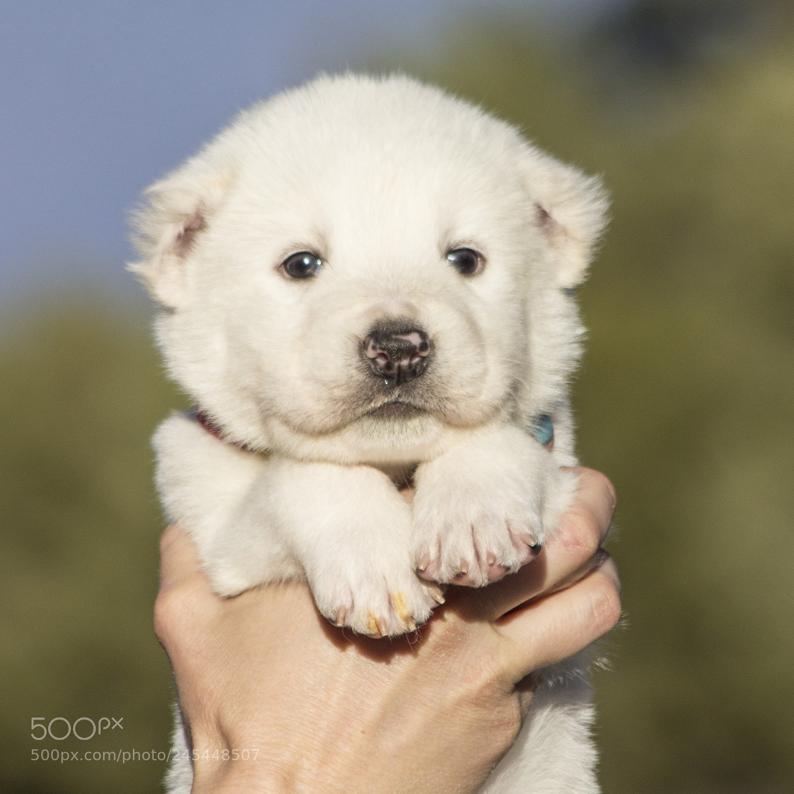 Canon EOS 60D sample photo. Timurxnina-litter2-puppy8-male day 28 a photography