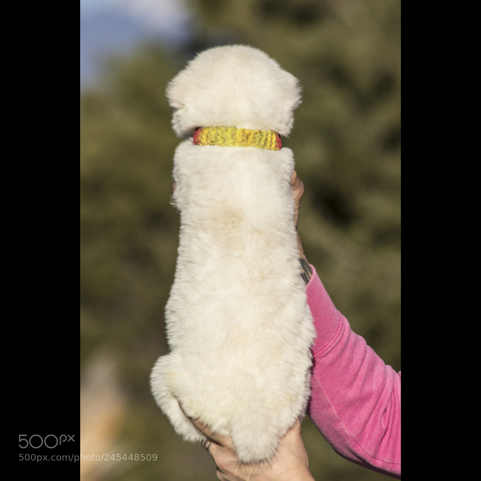 Canon EOS 60D sample photo. Timurxnina-litter2-puppy8-male day 28 b photography
