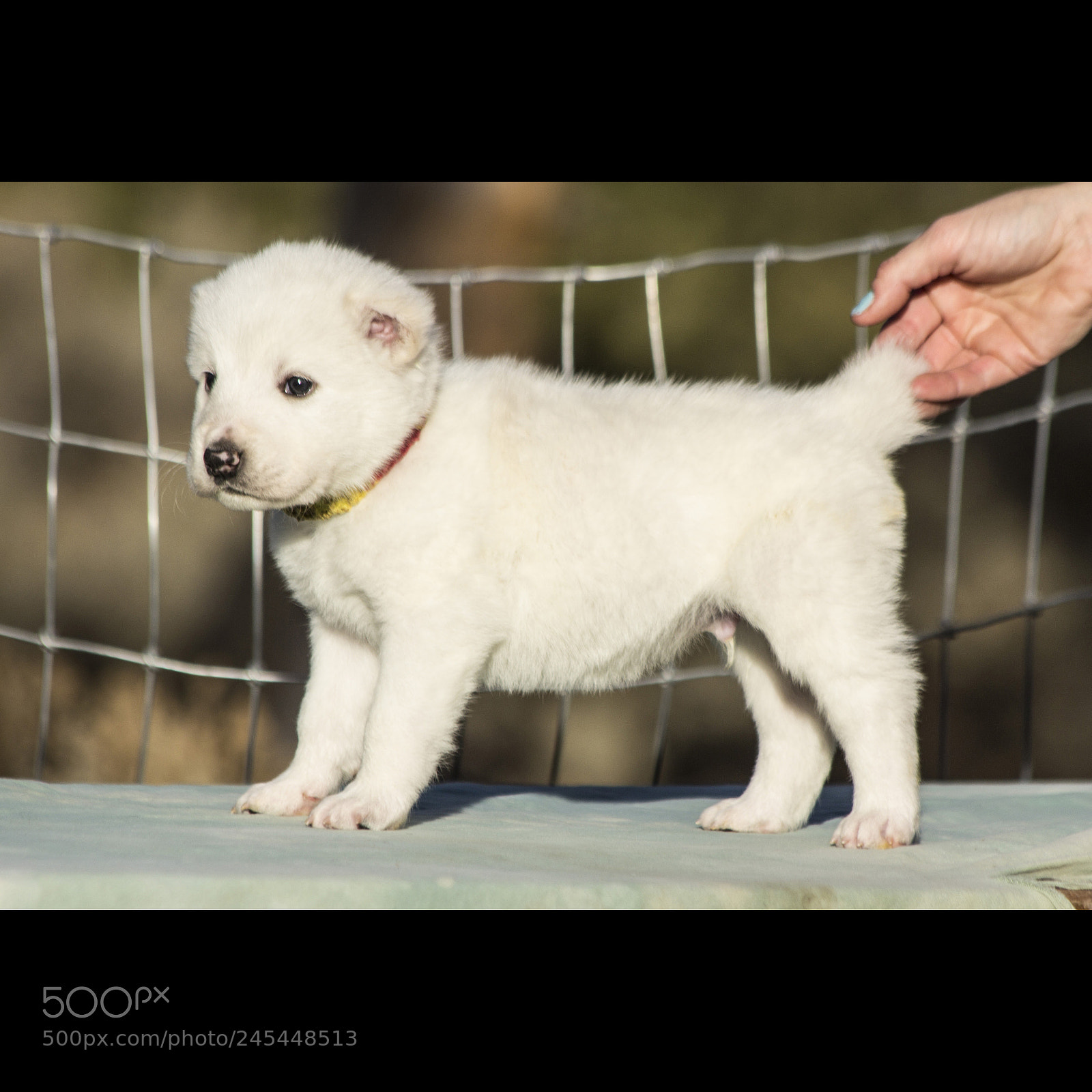 Canon EOS 60D sample photo. Timurxnina-litter2-puppy8-male day 28 c photography