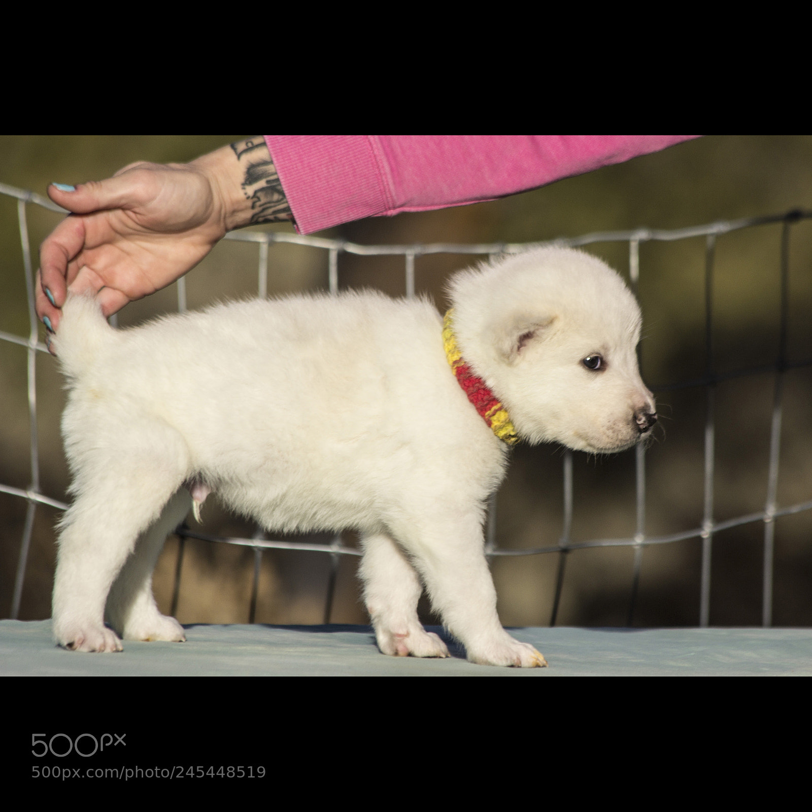 Canon EOS 60D sample photo. Timurxnina-litter2-puppy8-male day 28 d photography
