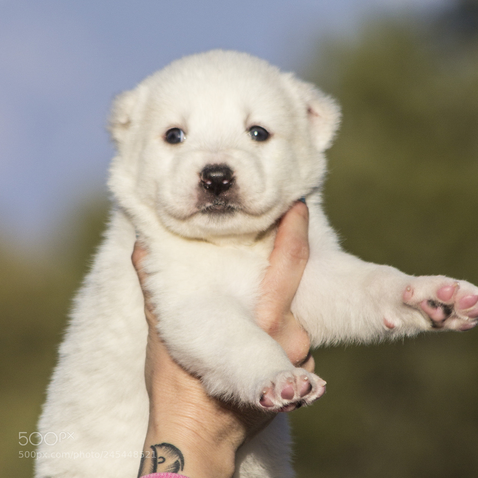 Canon EOS 60D sample photo. Timurxnina-litter2-puppy9-female day 28 a photography