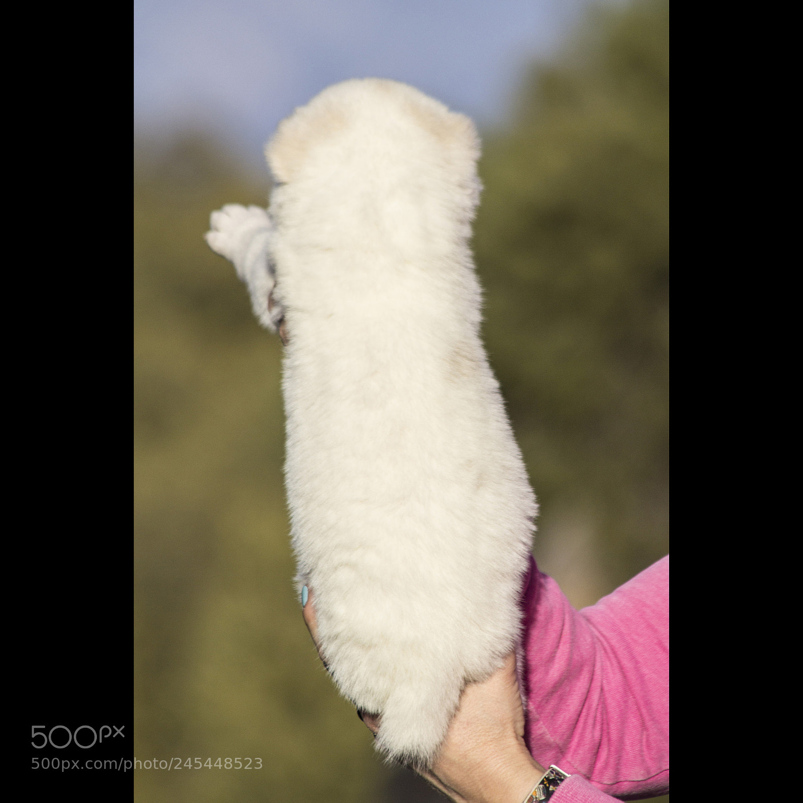 Canon EOS 60D sample photo. Timurxnina-litter2-puppy9-female day 28 b photography