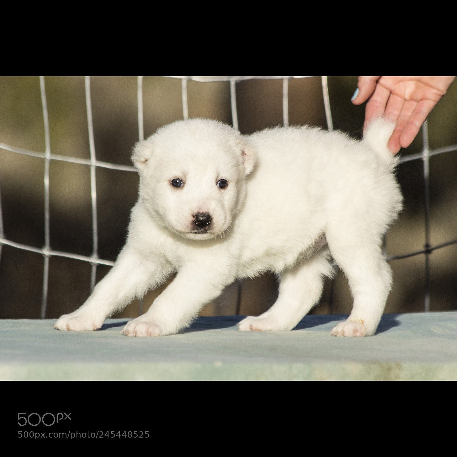 Canon EOS 60D sample photo. Timurxnina-litter2-puppy9-female day 28 c photography