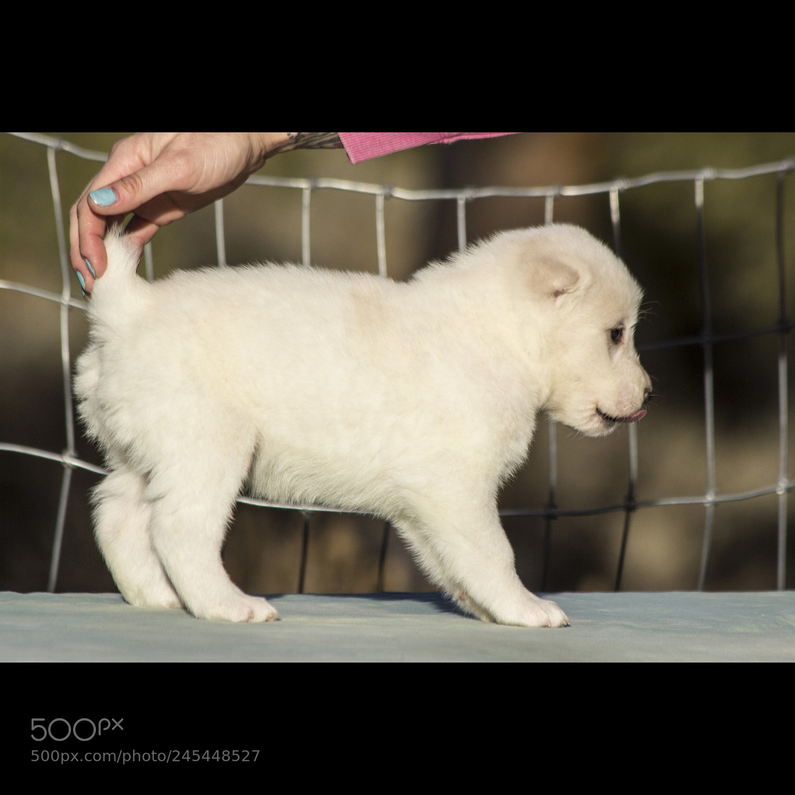Canon EOS 60D sample photo. Timurxnina-litter2-puppy9-female day 28 d photography