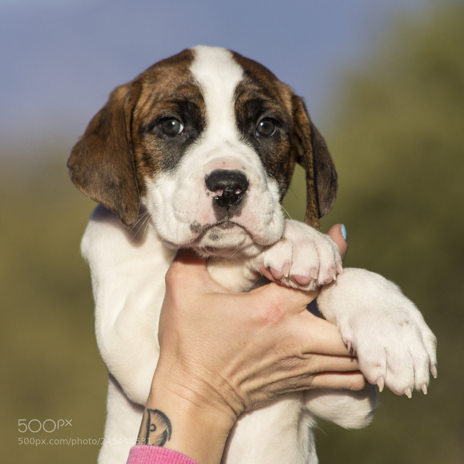 Canon EOS 60D sample photo. Chexsakura-puppy1-male(day 49)a photography