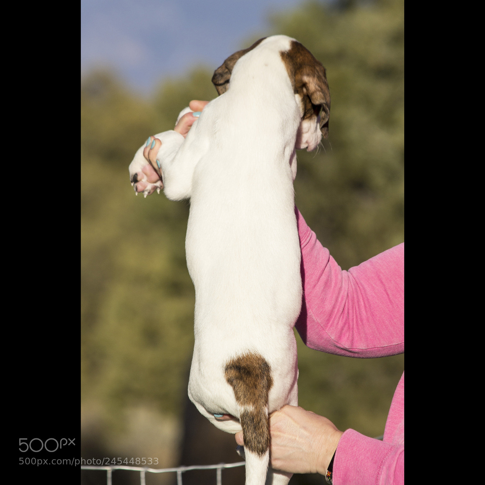 Canon EOS 60D sample photo. Chexsakura-puppy1-male(day 49)b photography