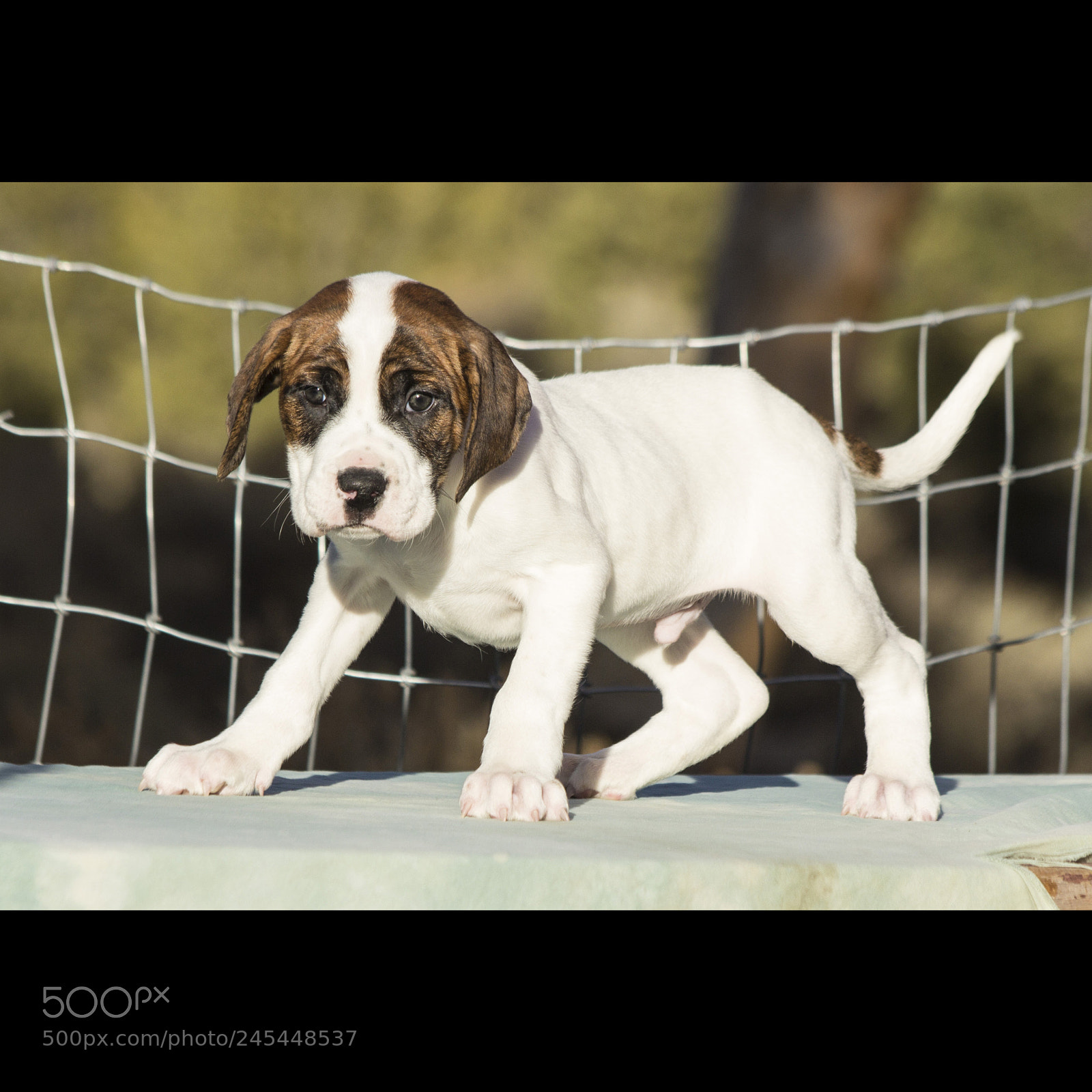 Canon EOS 60D sample photo. Chexsakura-puppy1-male(day 49)c photography