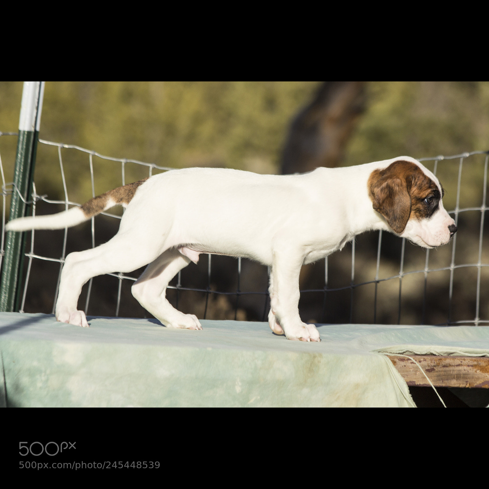 Canon EOS 60D sample photo. Chexsakura-puppy1-male(day 49)d photography