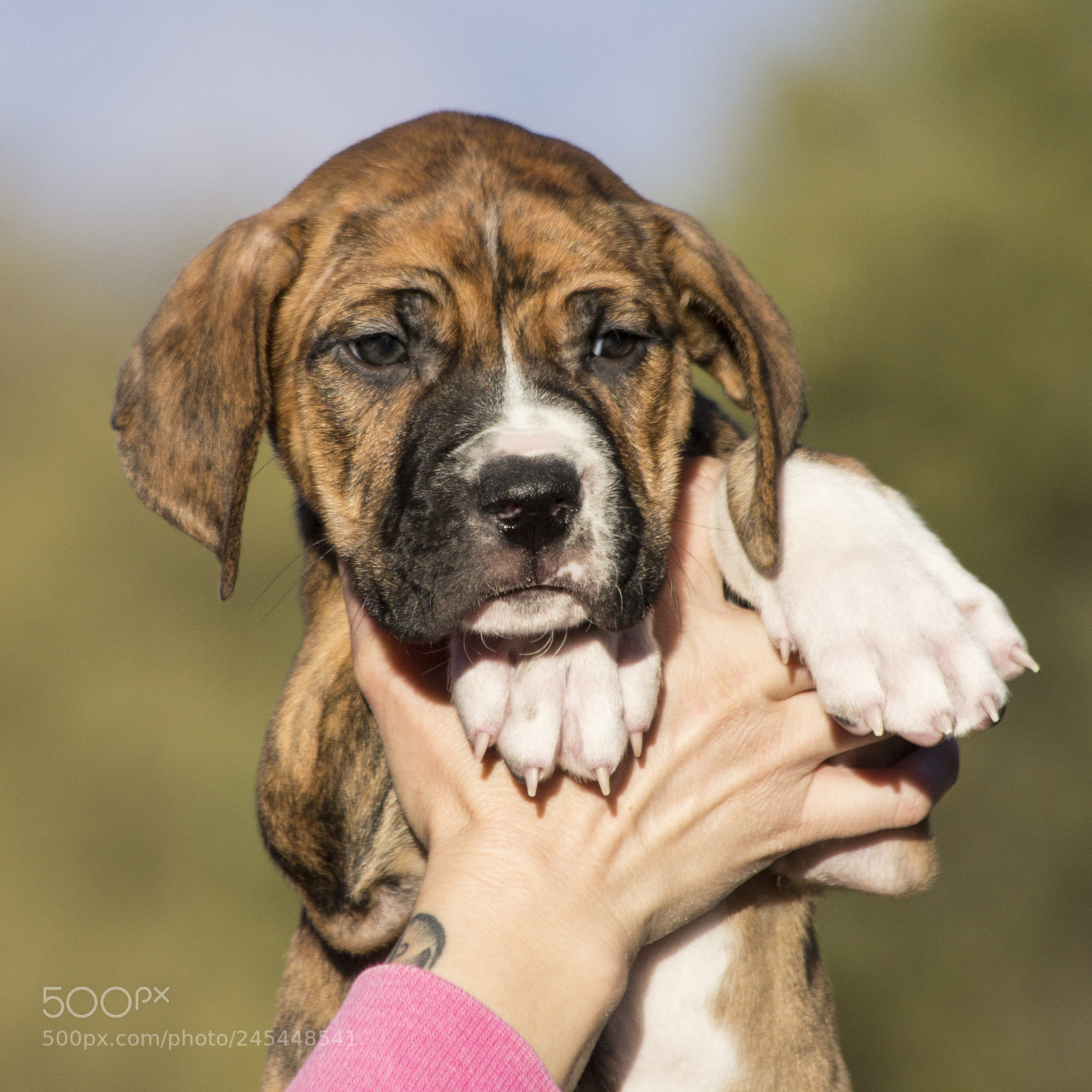 Canon EOS 60D sample photo. Chexsakura-puppy2-male(day 49)a photography