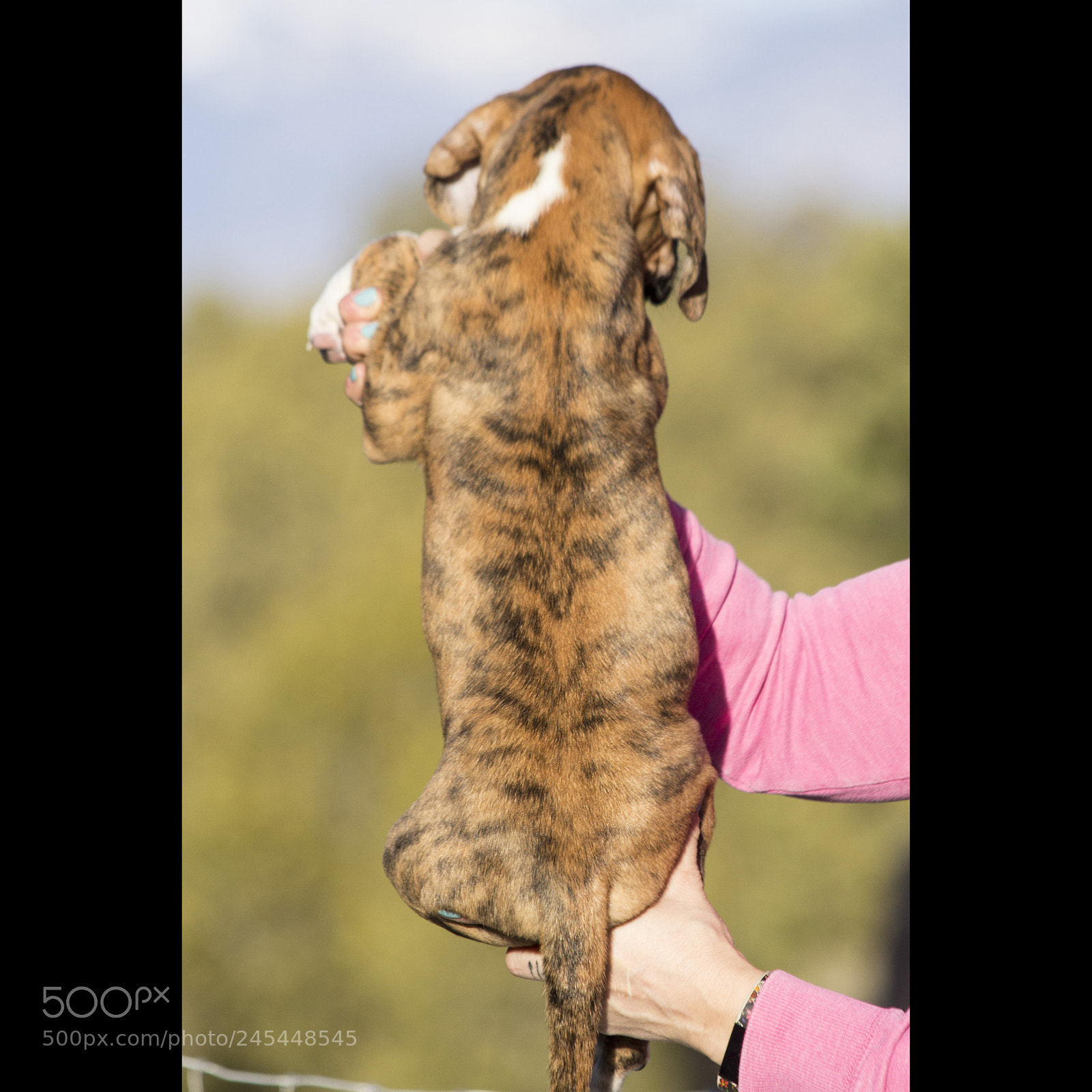 Canon EOS 60D sample photo. Chexsakura-puppy2-male(day 49)b photography