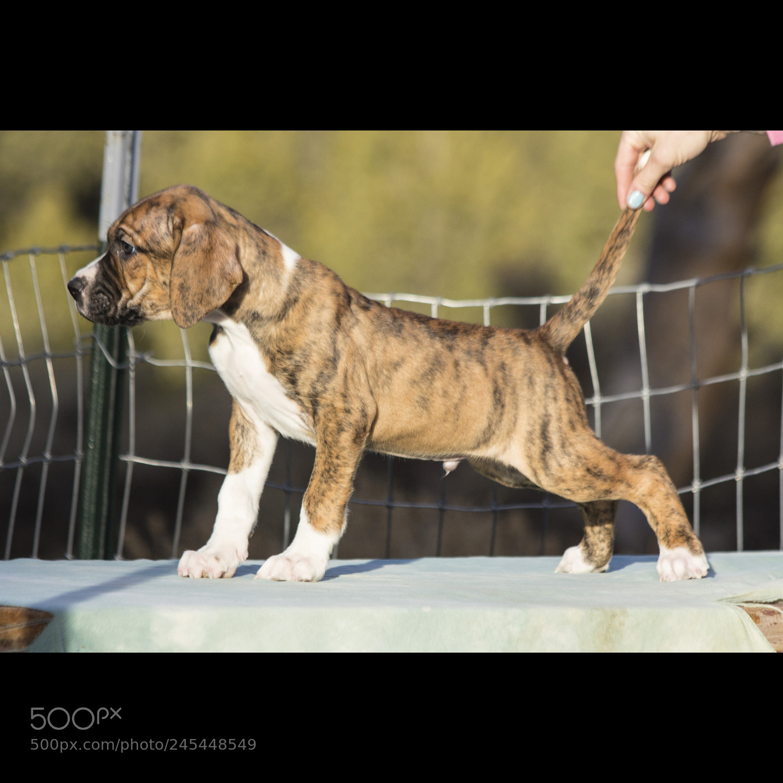 Canon EOS 60D sample photo. Chexsakura-puppy2-male(day 49)c photography